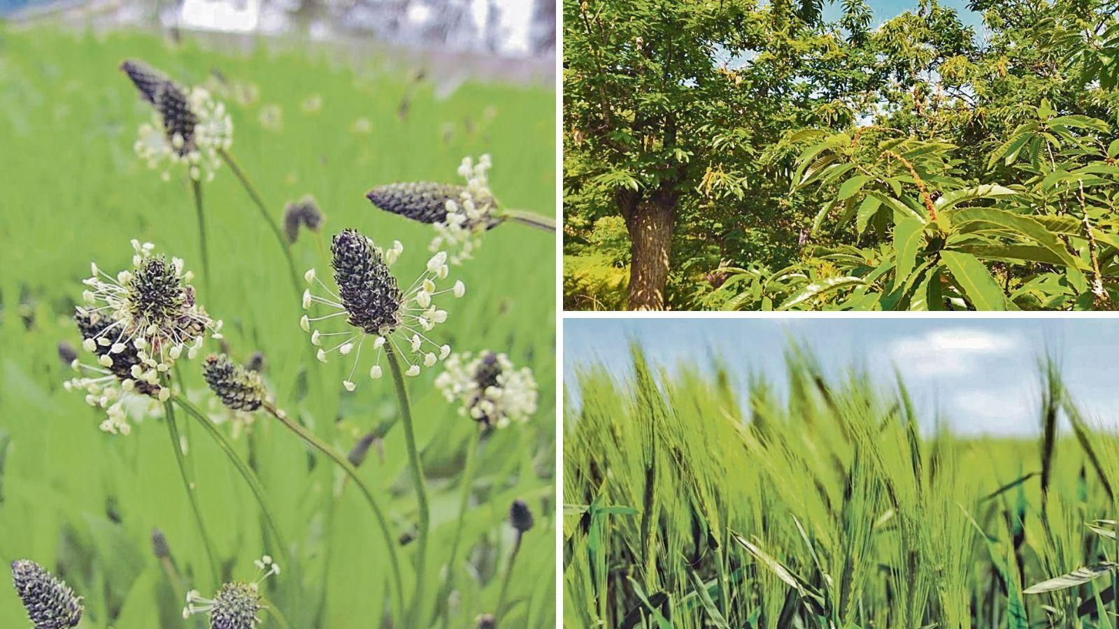 El periodo de mayor impacto suele registrarse entre mayo y junio con ejemplares como gramíneas, castaños y fletén.