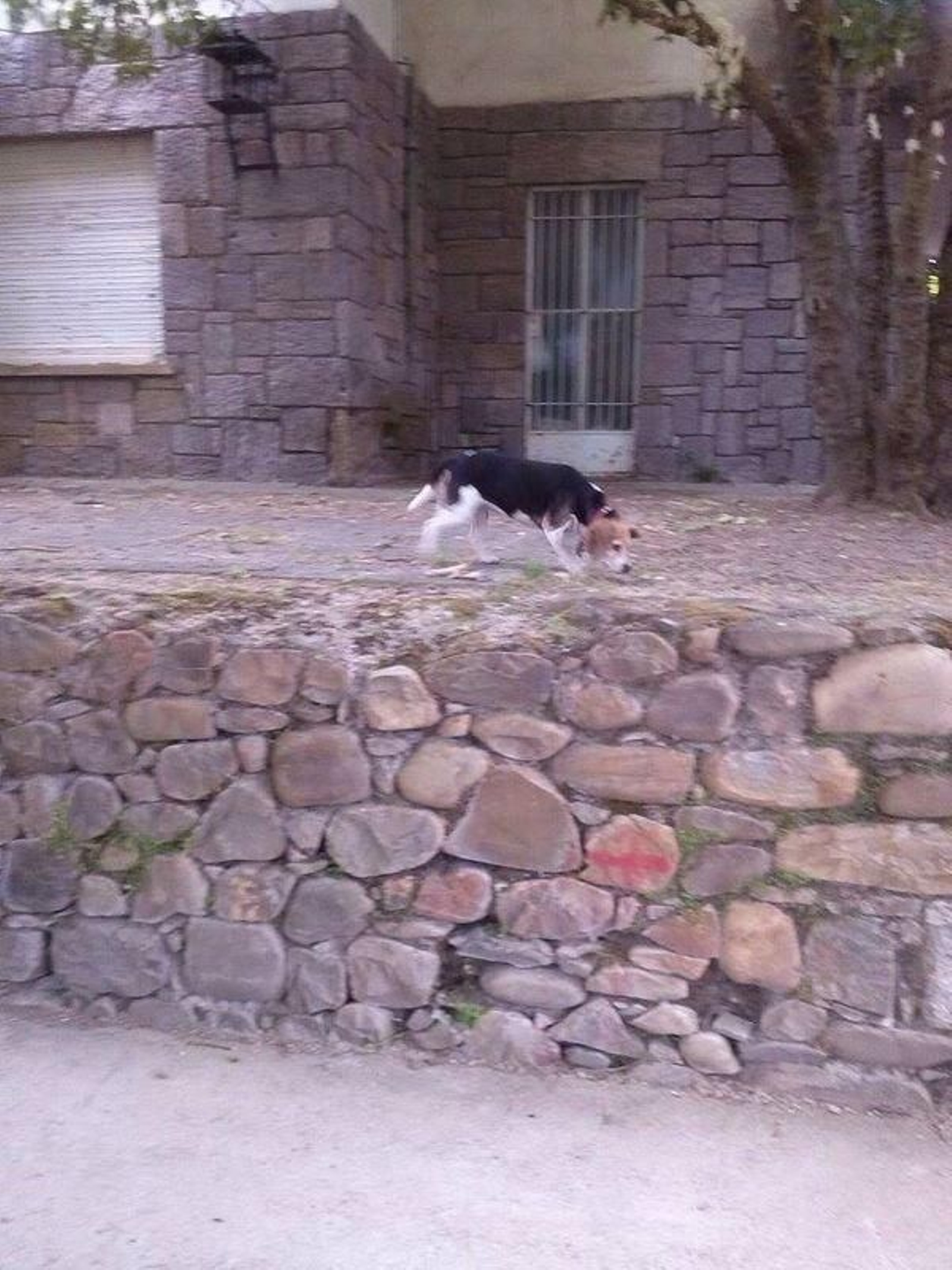 Perro en la zona del parque infantil de O Chao.