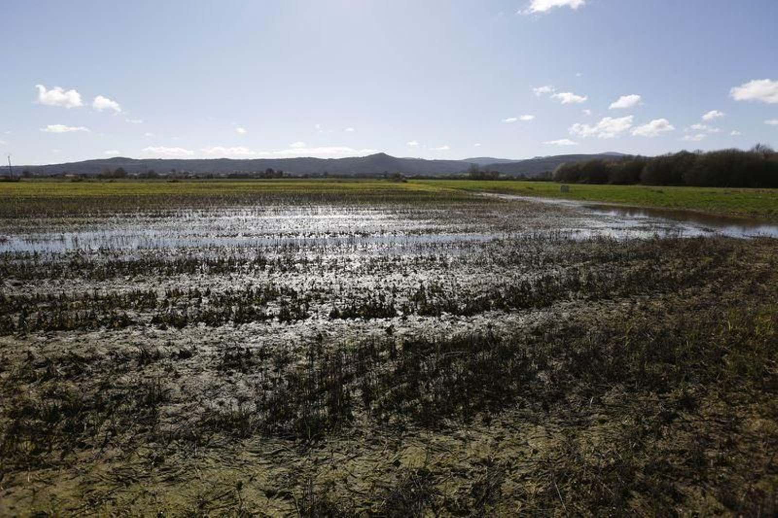 La primavera anticipada provoca la floración de árboles y cultivos // FOTO: XESÚS FARIÑAS