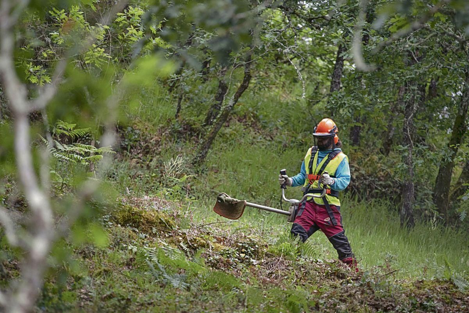 Un operario desbroza en una ejecución subsidiaria realizada en la zona de Castelo Ramiro