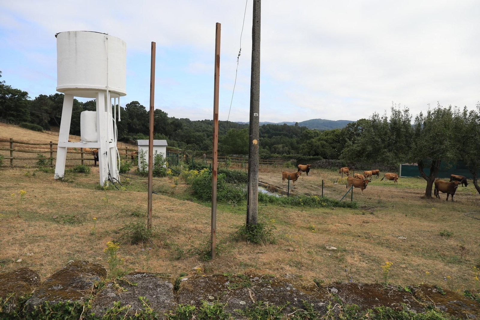 COLES 8/08/2024.- Tesoros por descubrir, Coles. Pazo de Fontefiz.  José Paz