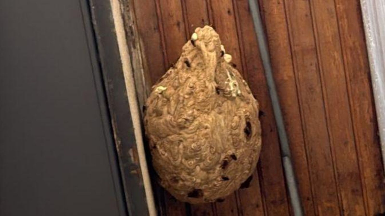 Nido de velutinas.