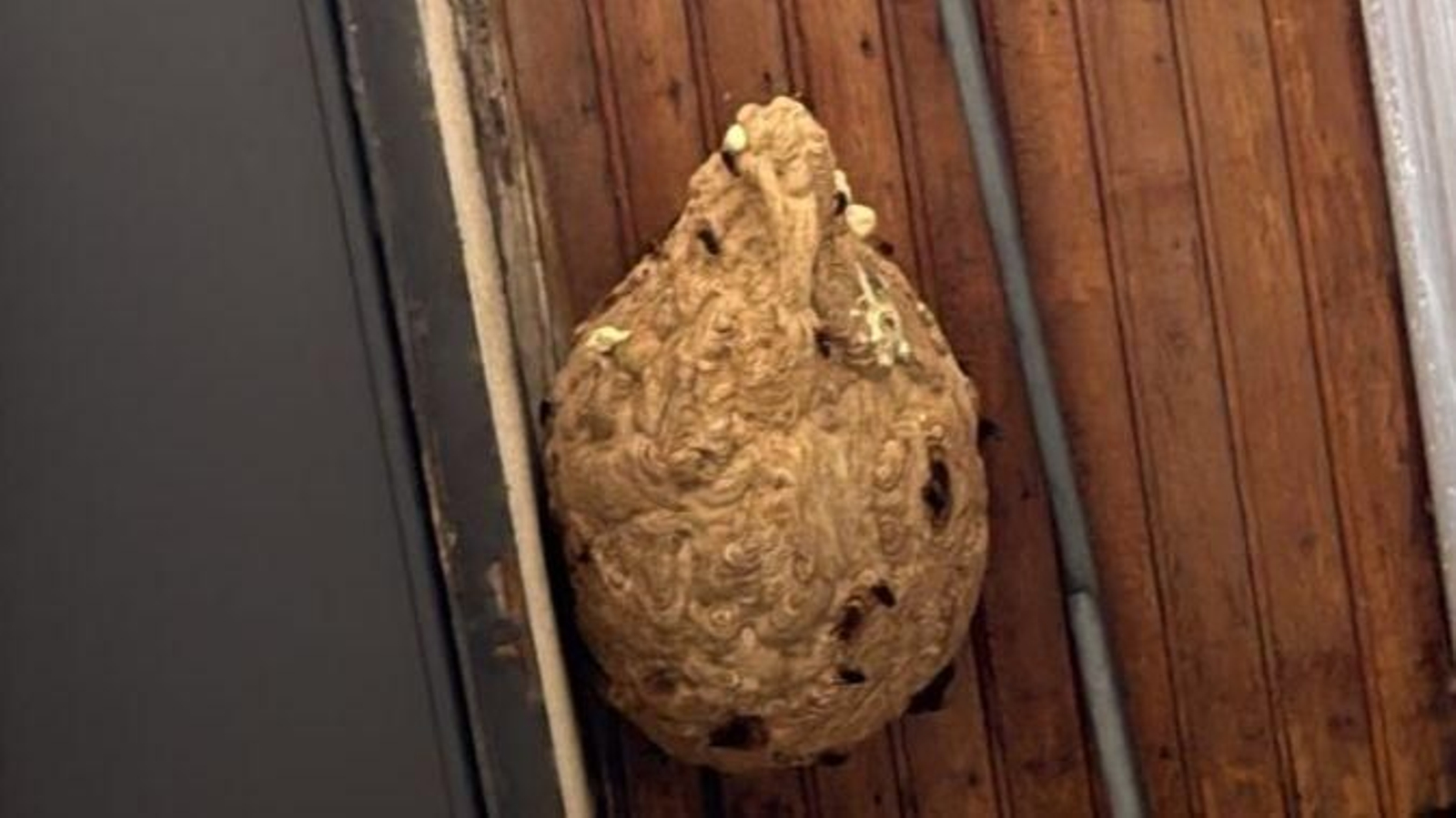 Nido de velutinas.