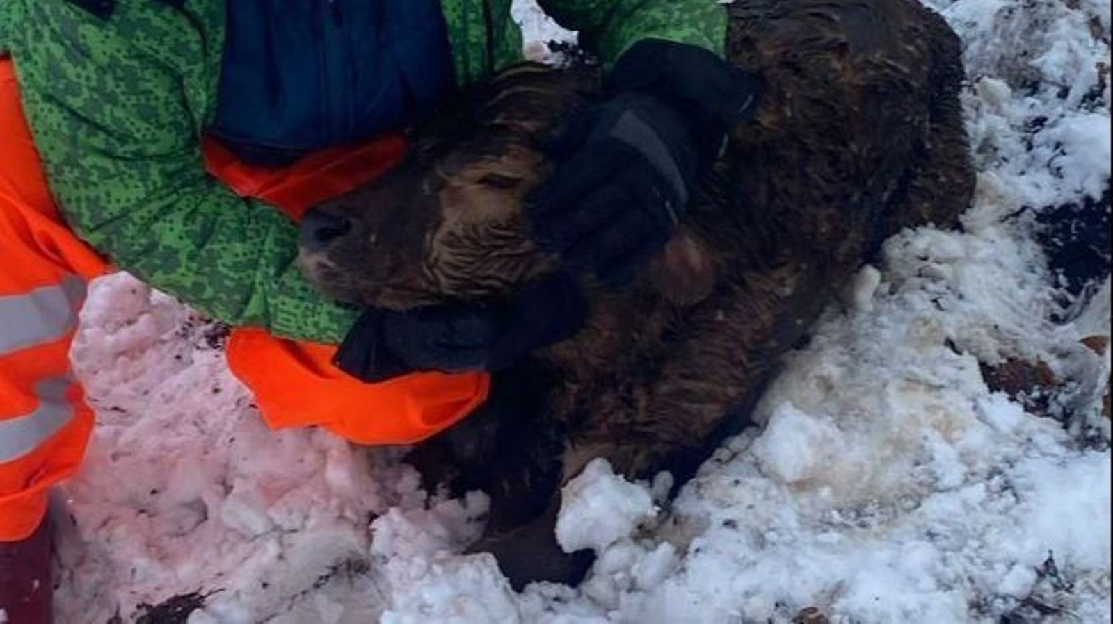 El ternero Ingrid en sus primeros momentos de vida.