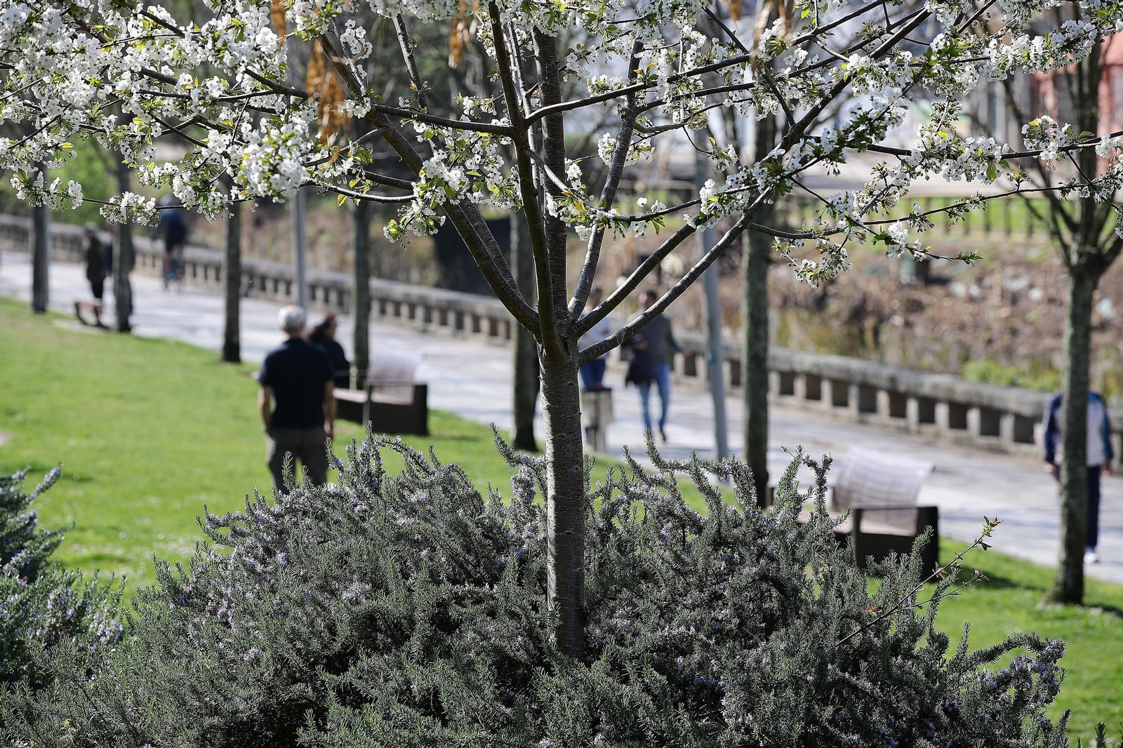 Árboles floreciendo en Ourense