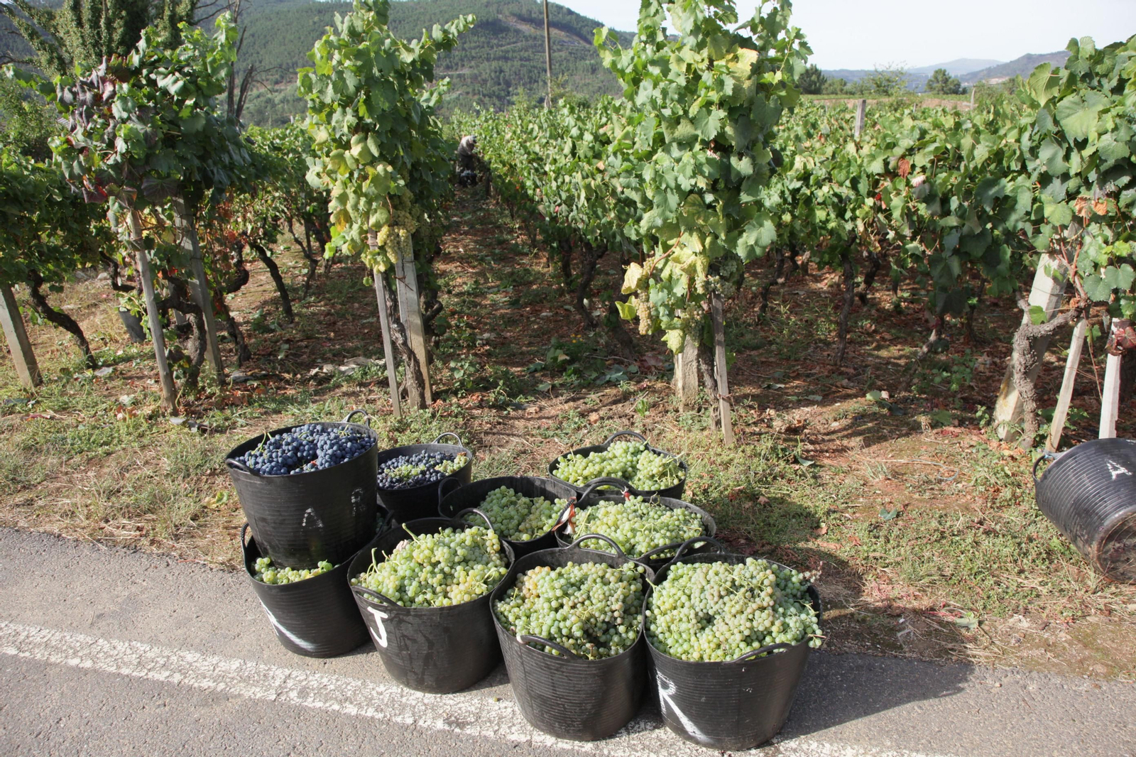 La vendimia se realiza de manera selectiva empezando por las variedades más maduras.