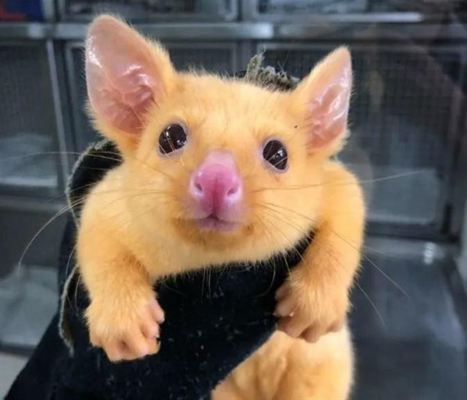 Pikachu, la zarigüella que presenta una extraña mutación.