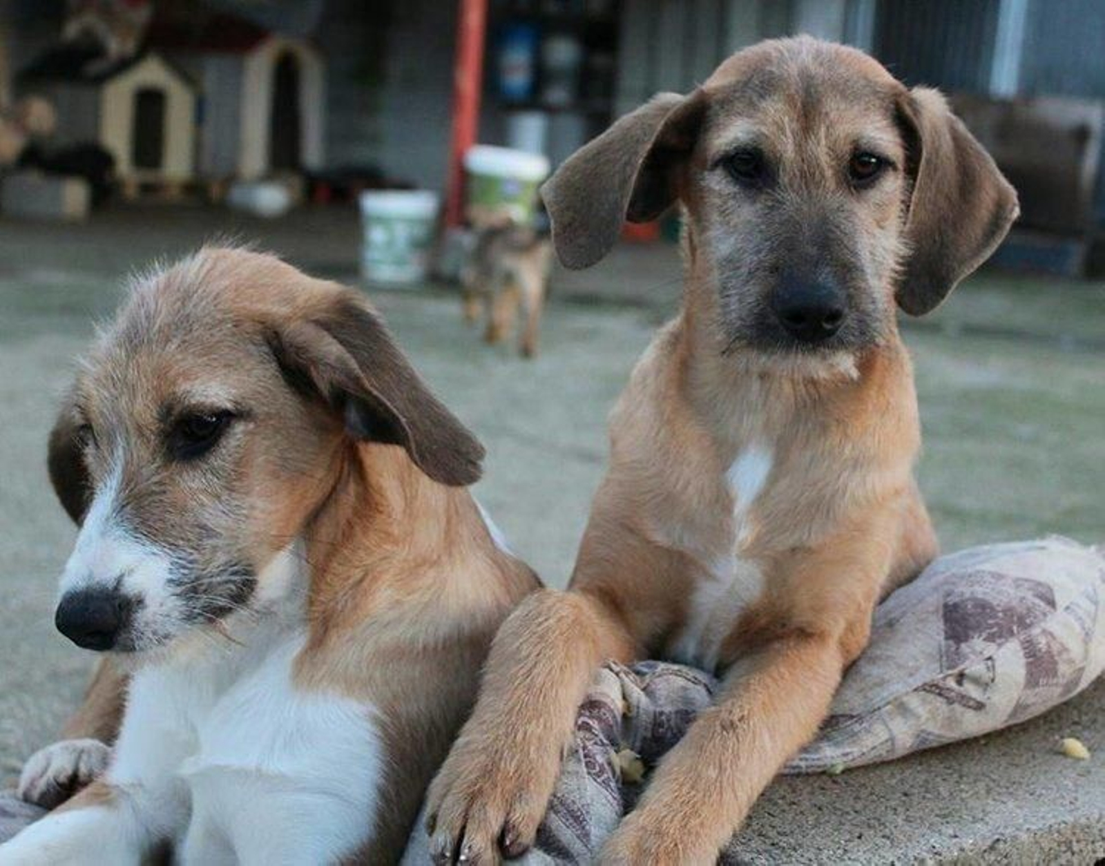 Vega y Marga, dos de las mascotas acogidas por el colectivo animalista Pro Animales Verín.
