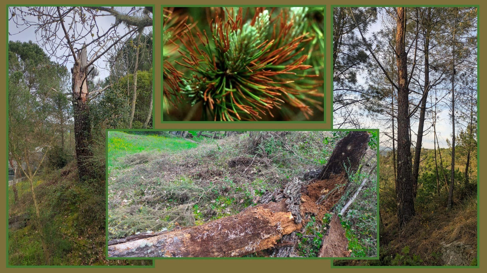 Efectos de la banda marrón e vermella en los pinos. Montelegre (Ourense)