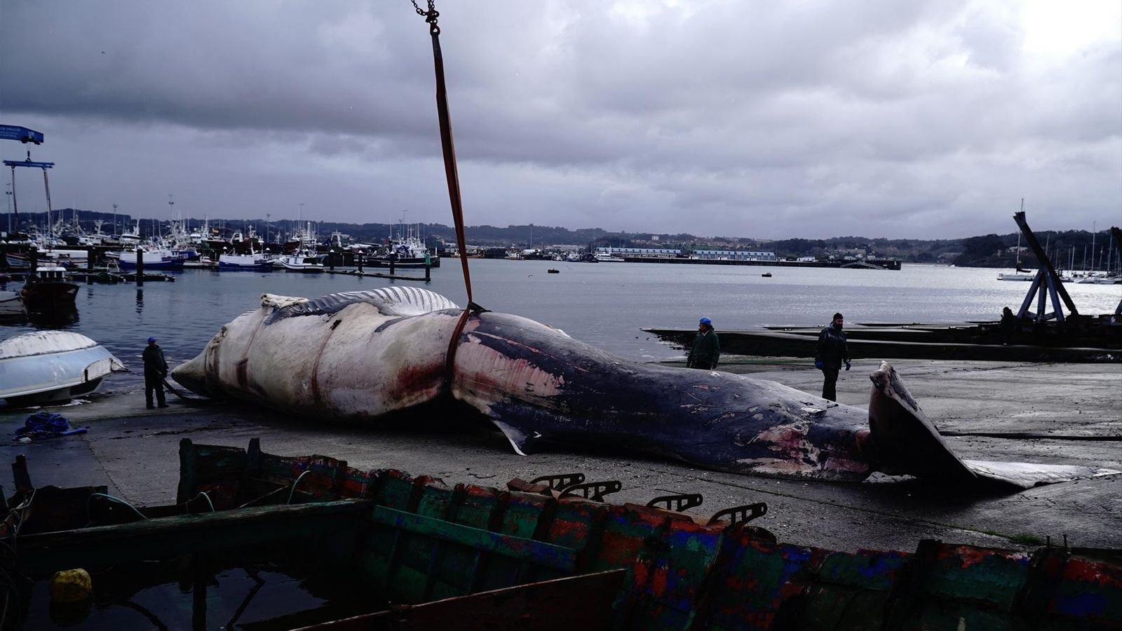 El cadáver de una ballena común de unos 25 metros que apareció en A Coruña.