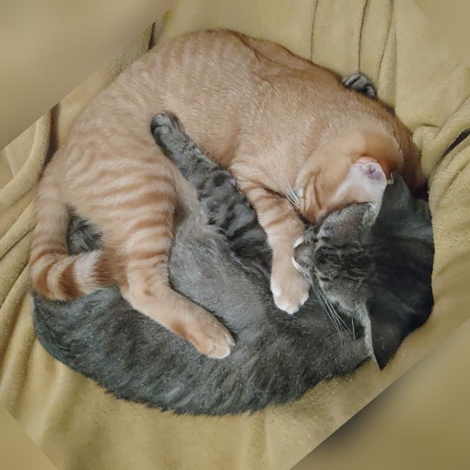 Brico y Leroy