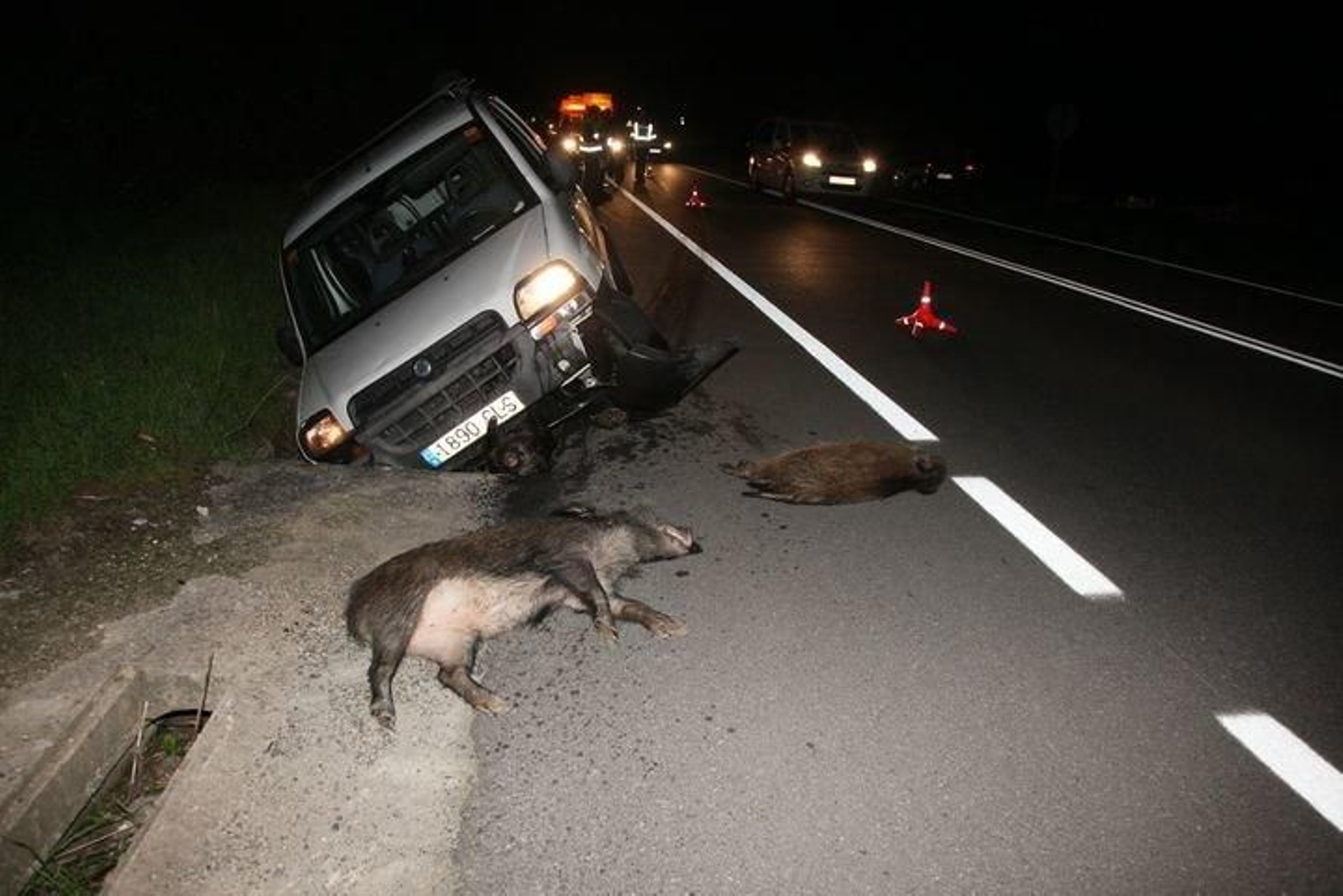 El movimiento de jabalíes a núcleos urbanos causa accidentes, como este de Monterrei, en 2015.