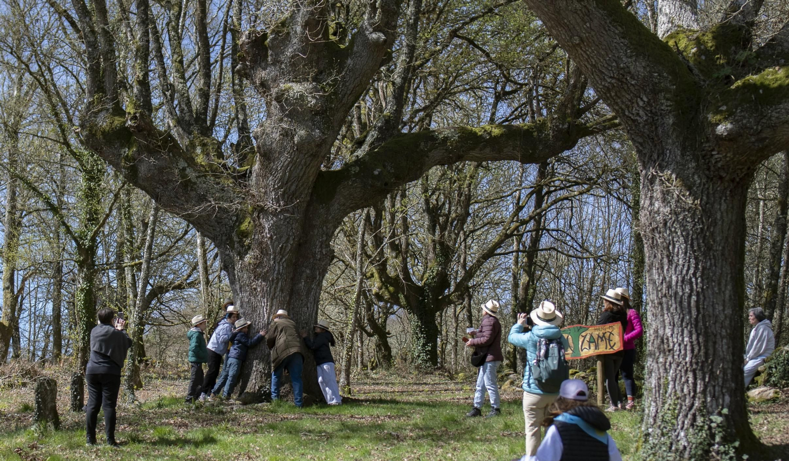 Muchas fotos y abrazos con el árbol senlleiro.