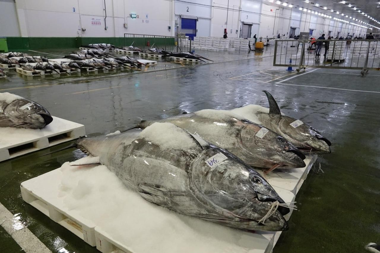 Interior de la lonja del puerto pesquero de Vigo