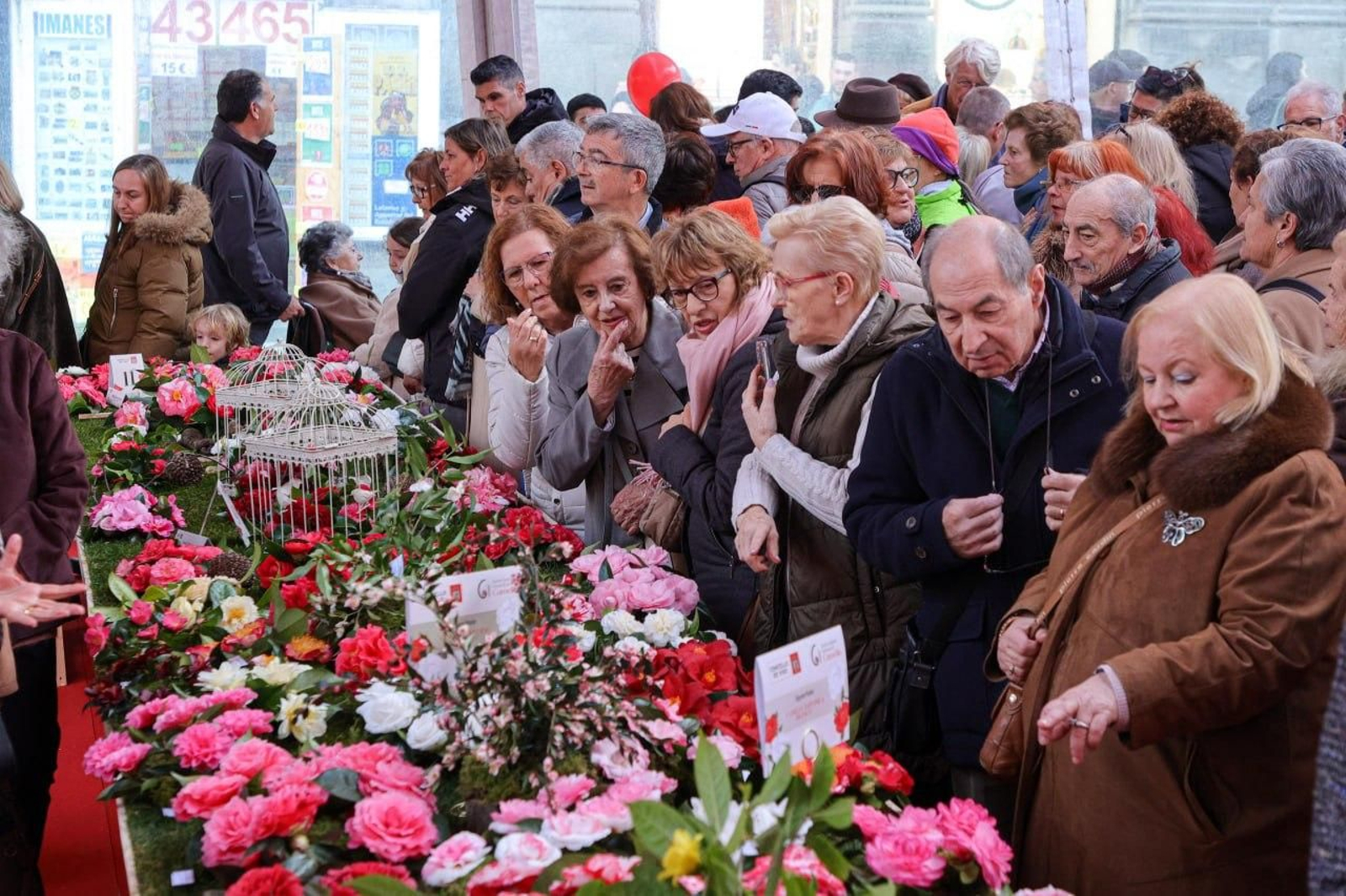 El público agolpado ayer ante los ejemplares presentados en el Concurso-Exposición de la Camelia en la Porta do Sol.