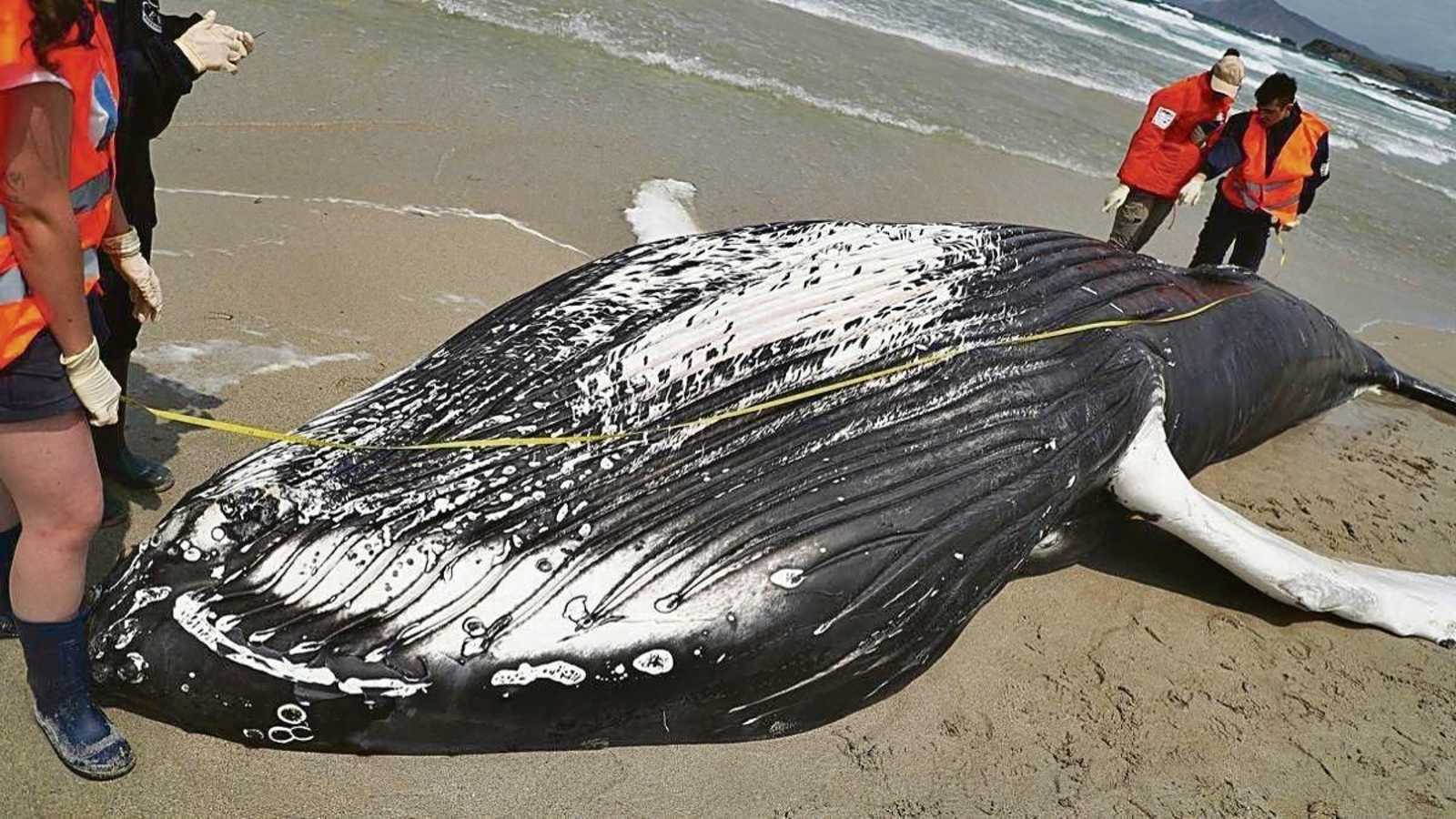 Ejemplar de ballena jorobada varada en una playa de Ferrol.