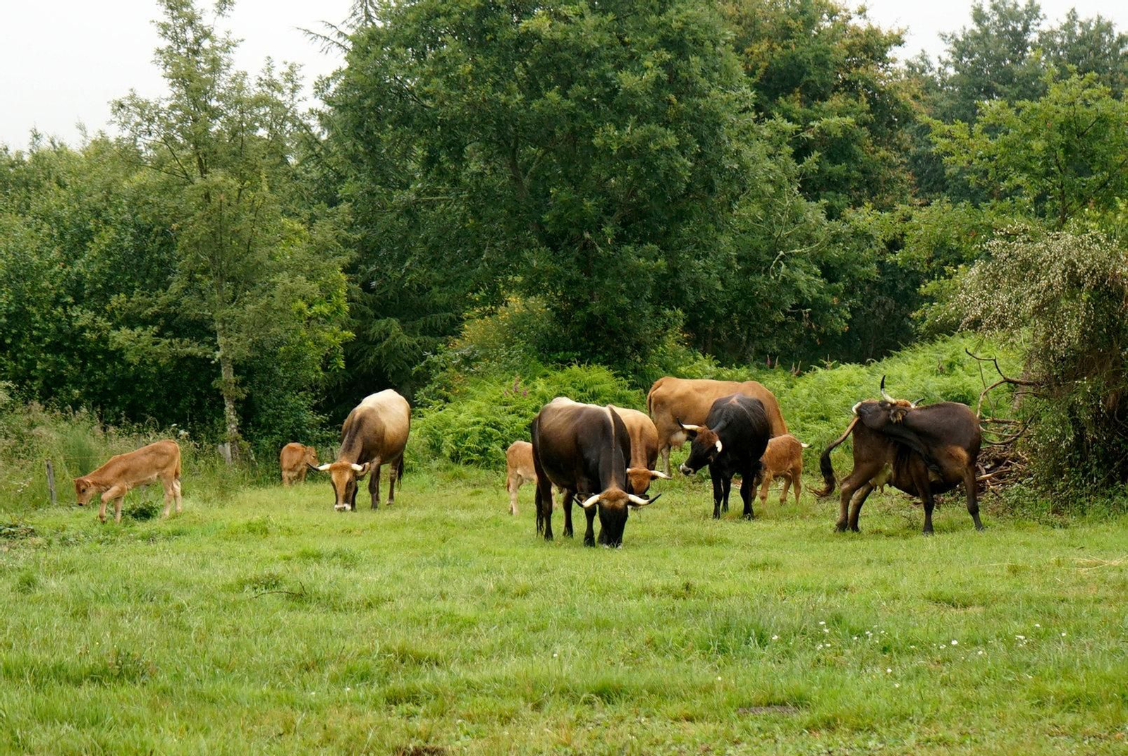 Un rebaño de vacas pastando en un campo de Verea.