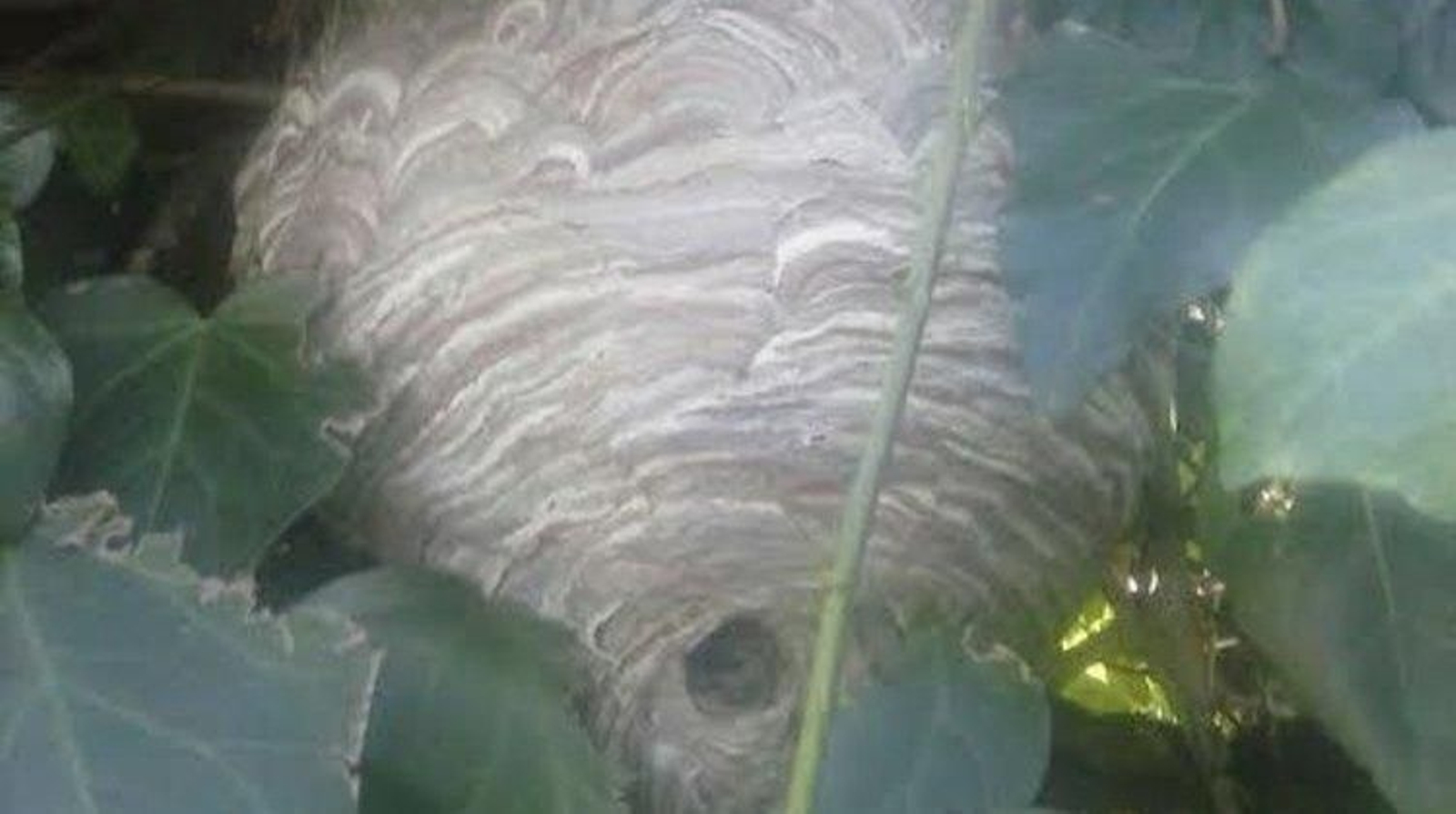 El nido de avispas hallado en una finca de Maside