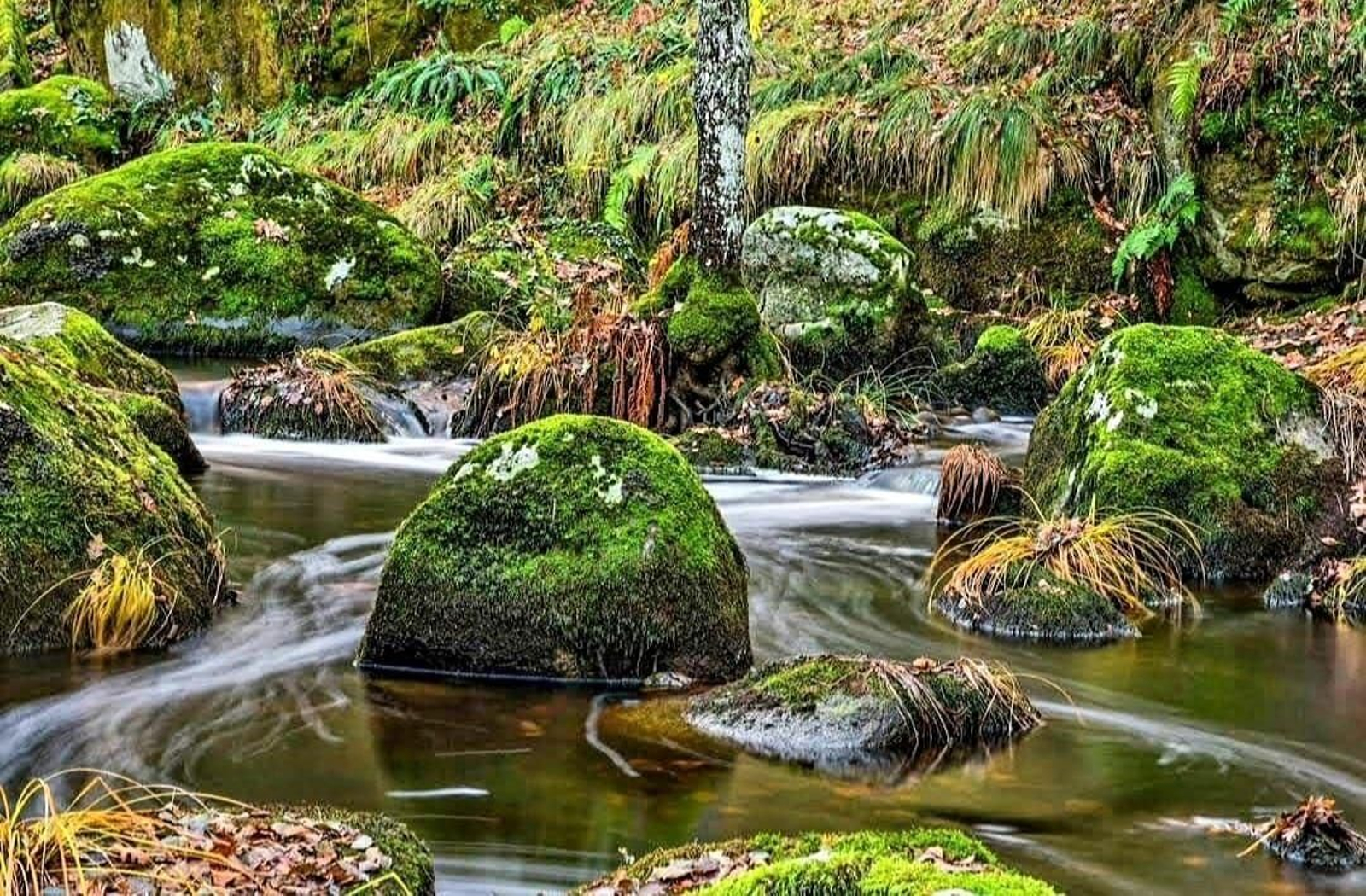 Boques Máximos de Castro Caldelas.