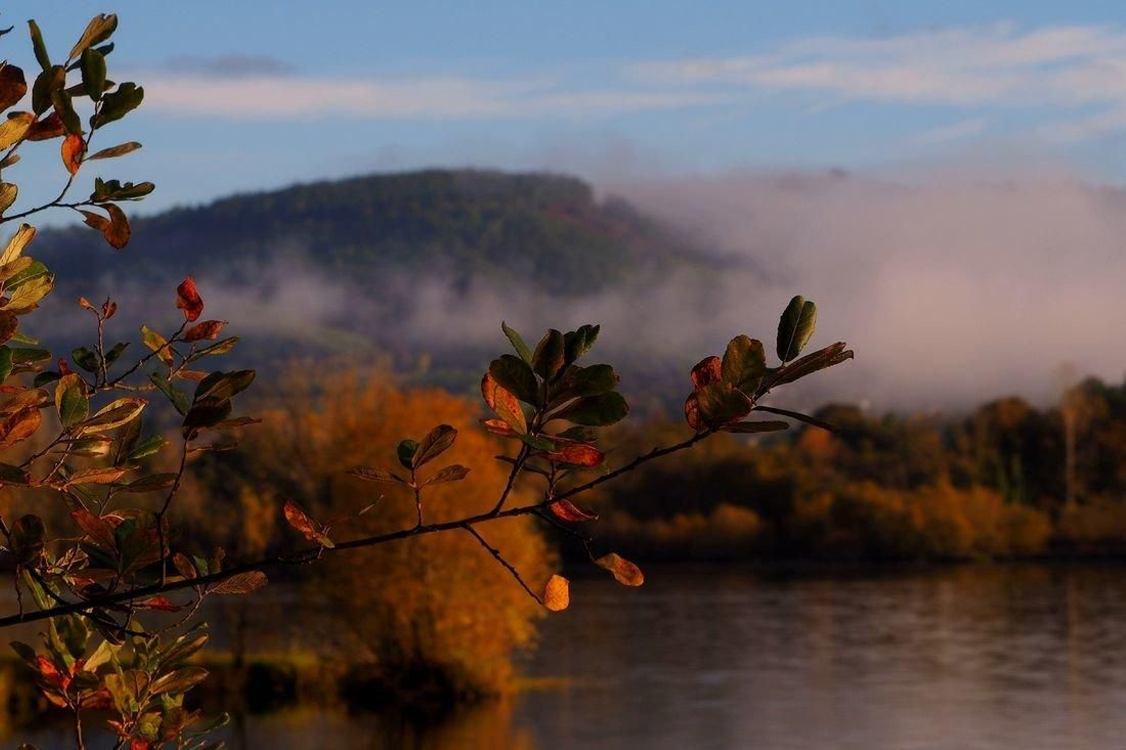 Detalle de una rama durante un atardecer en la Ribeira Sacra, en una foto extraída de un banco de imágenes. (Foto: Unsplash)