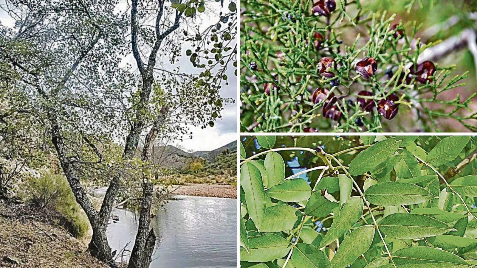 Aliso, Ciprés  y fresno marcan el inicio de la tmeporada de alergias en enero y febrero.