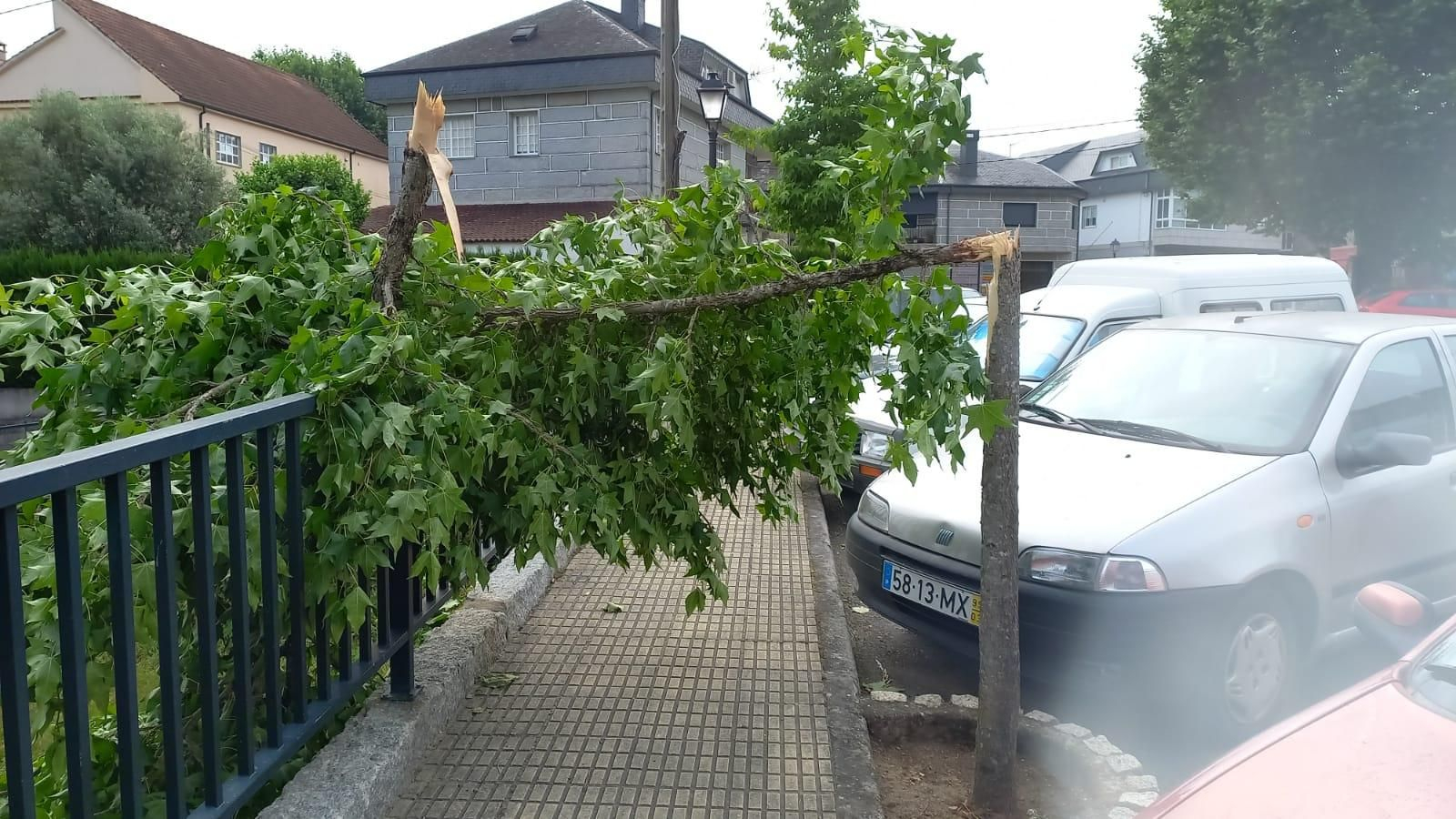 Rama caída en Lobios