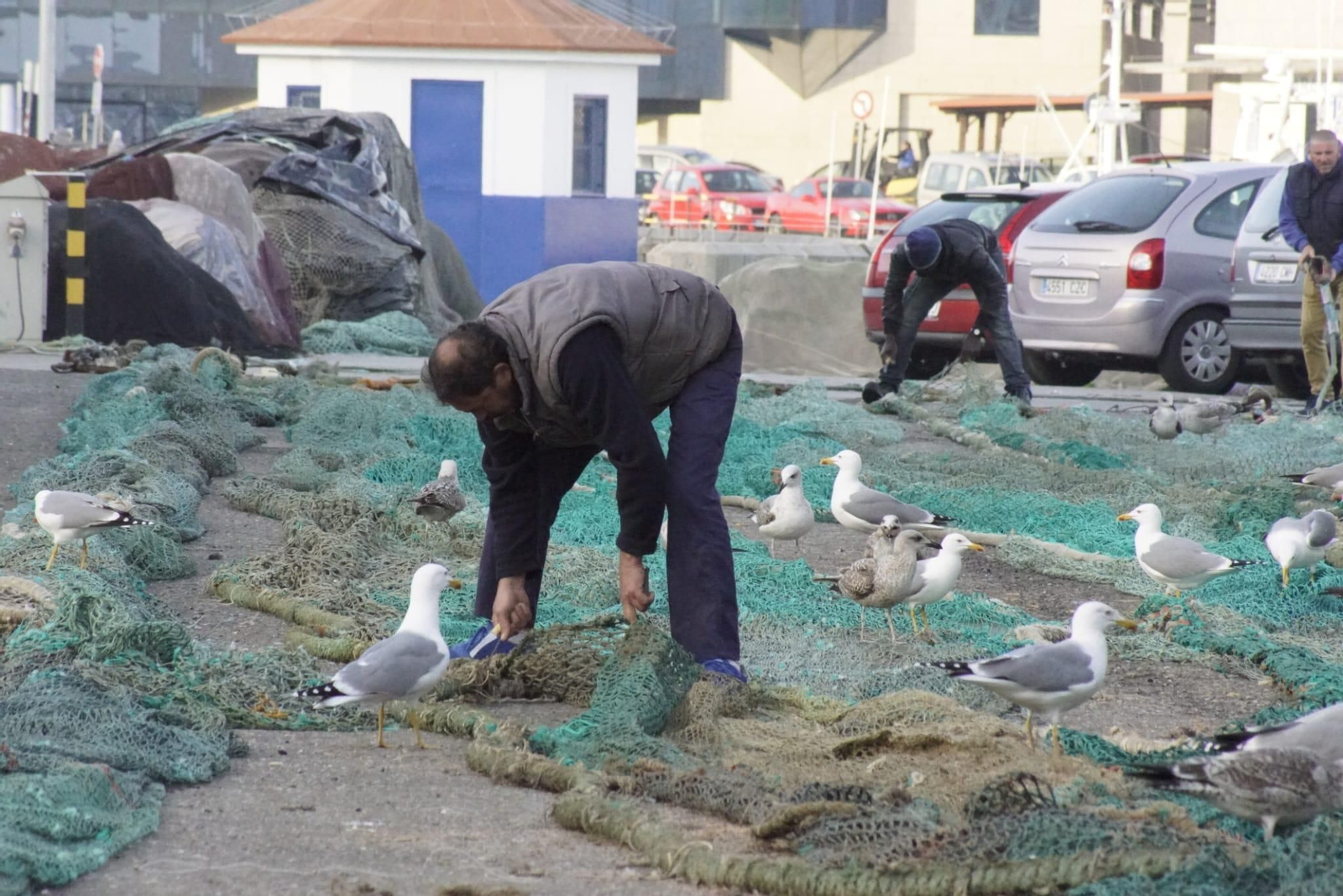 Gaviotas de Cíes en los muelles de Vigo, una imagen que cada vez será menos habitual