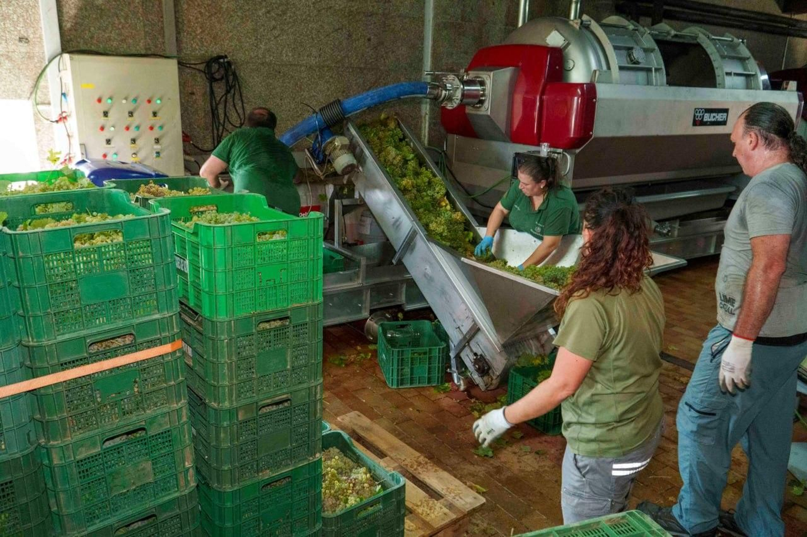 Galería | El calor adelanta la vendimia en las Rías Baixas