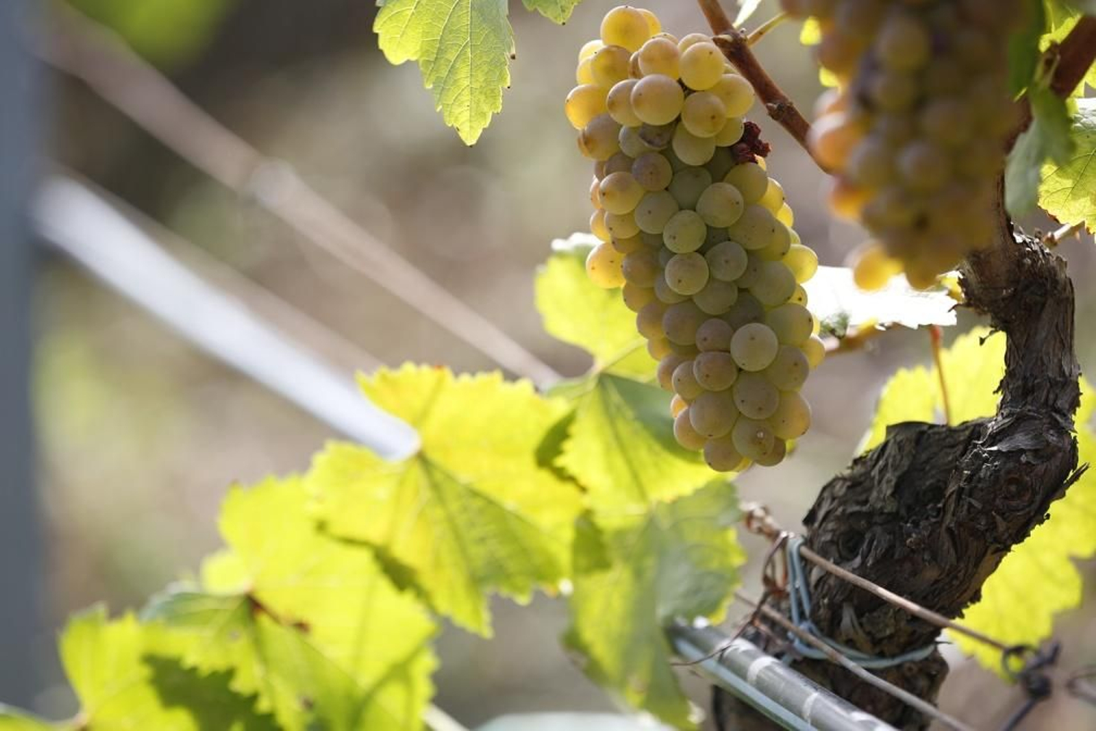 Puga (Toén). 13/09/2018. Vendimia el las viñas de Bodegas Campante, viña Reboreda en Puga.
Foto: Xesús Fariñas