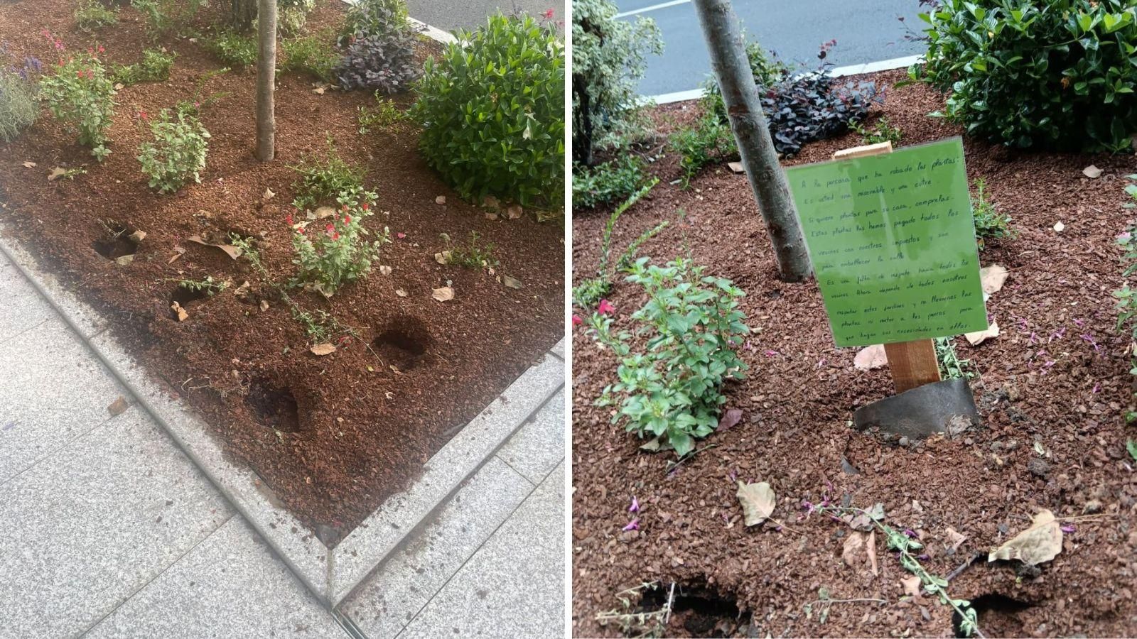 Robo de plantas