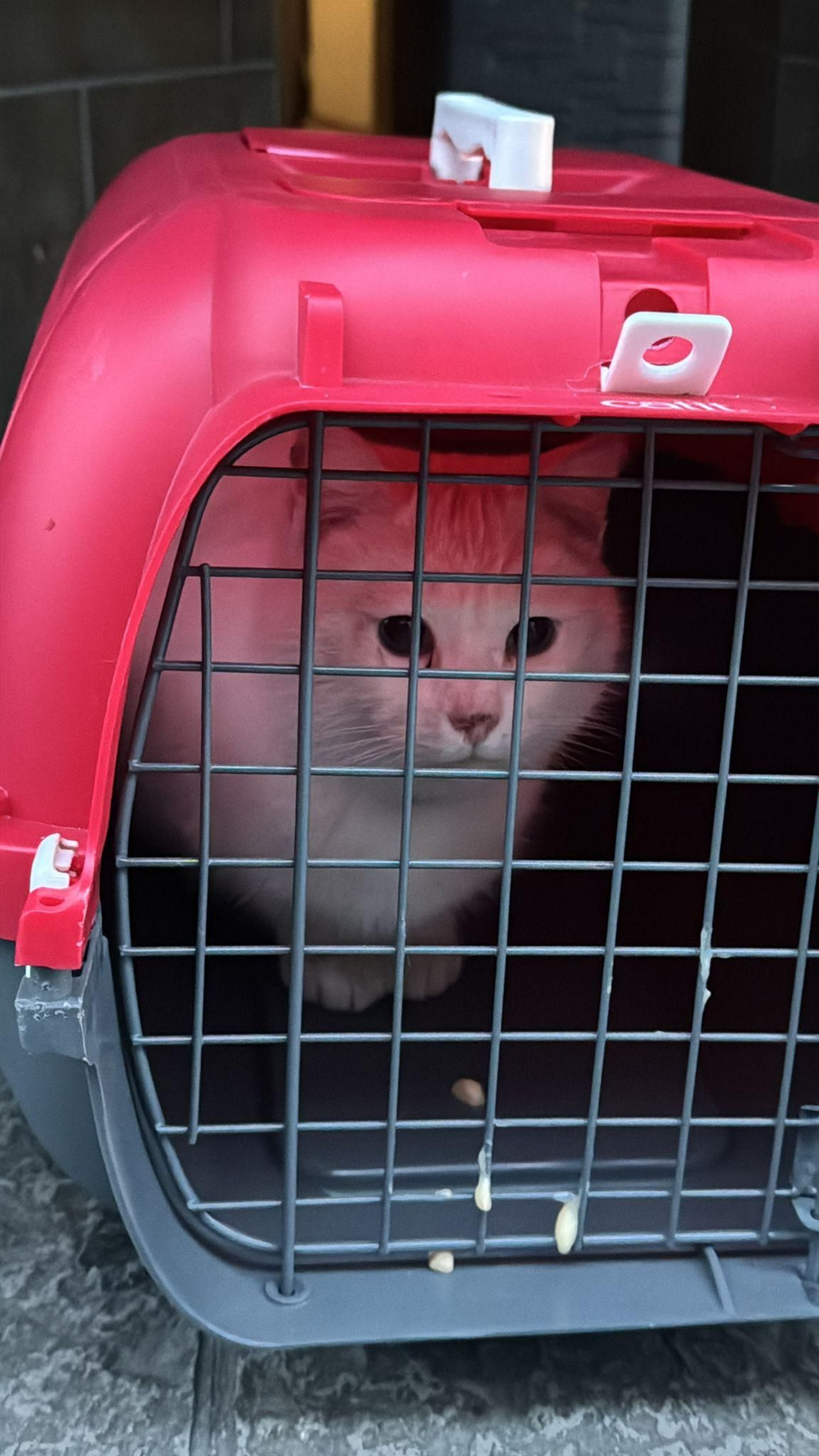 La gata dentro del transportín