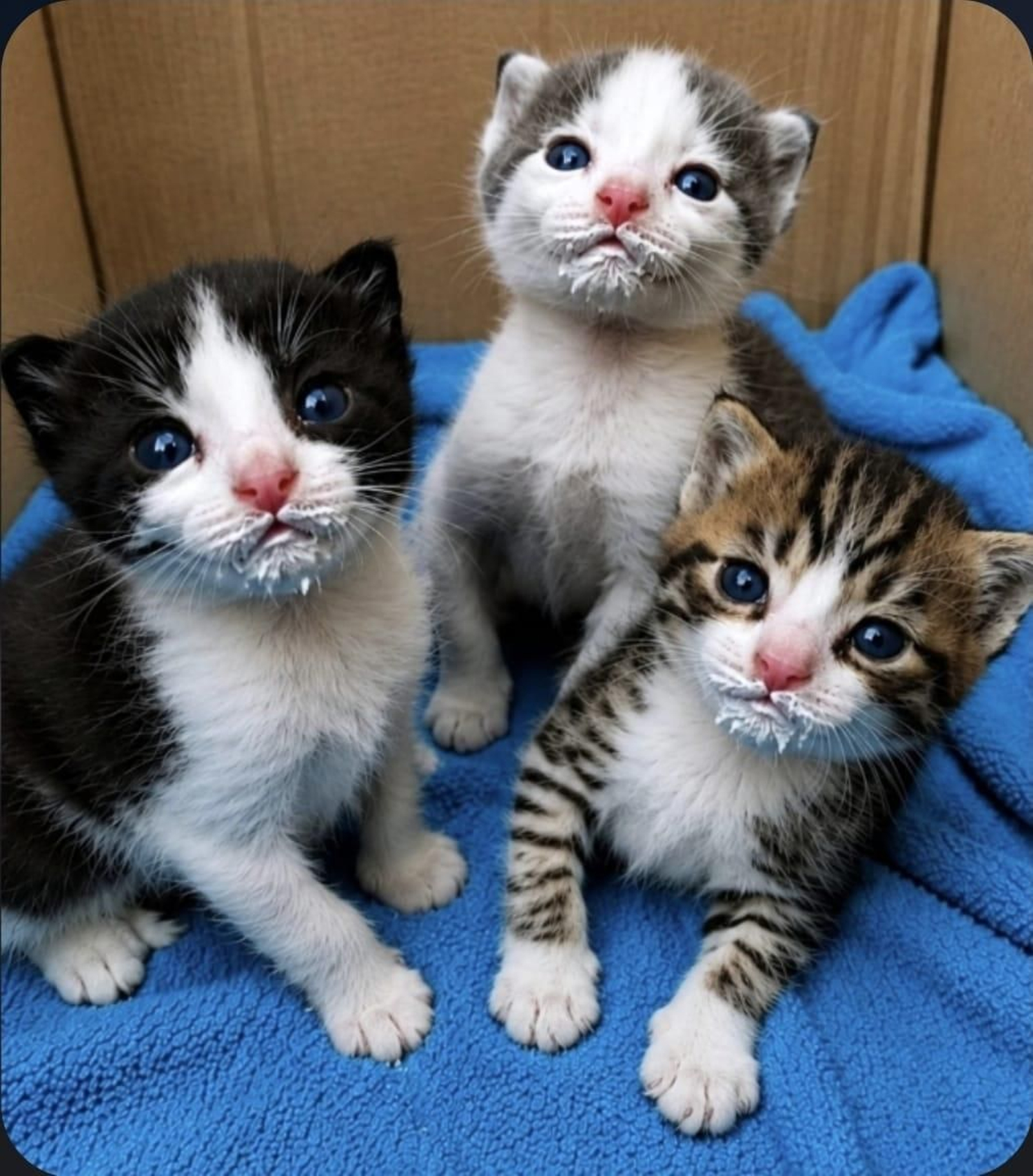 Fabiola, Godofredo y Matilda