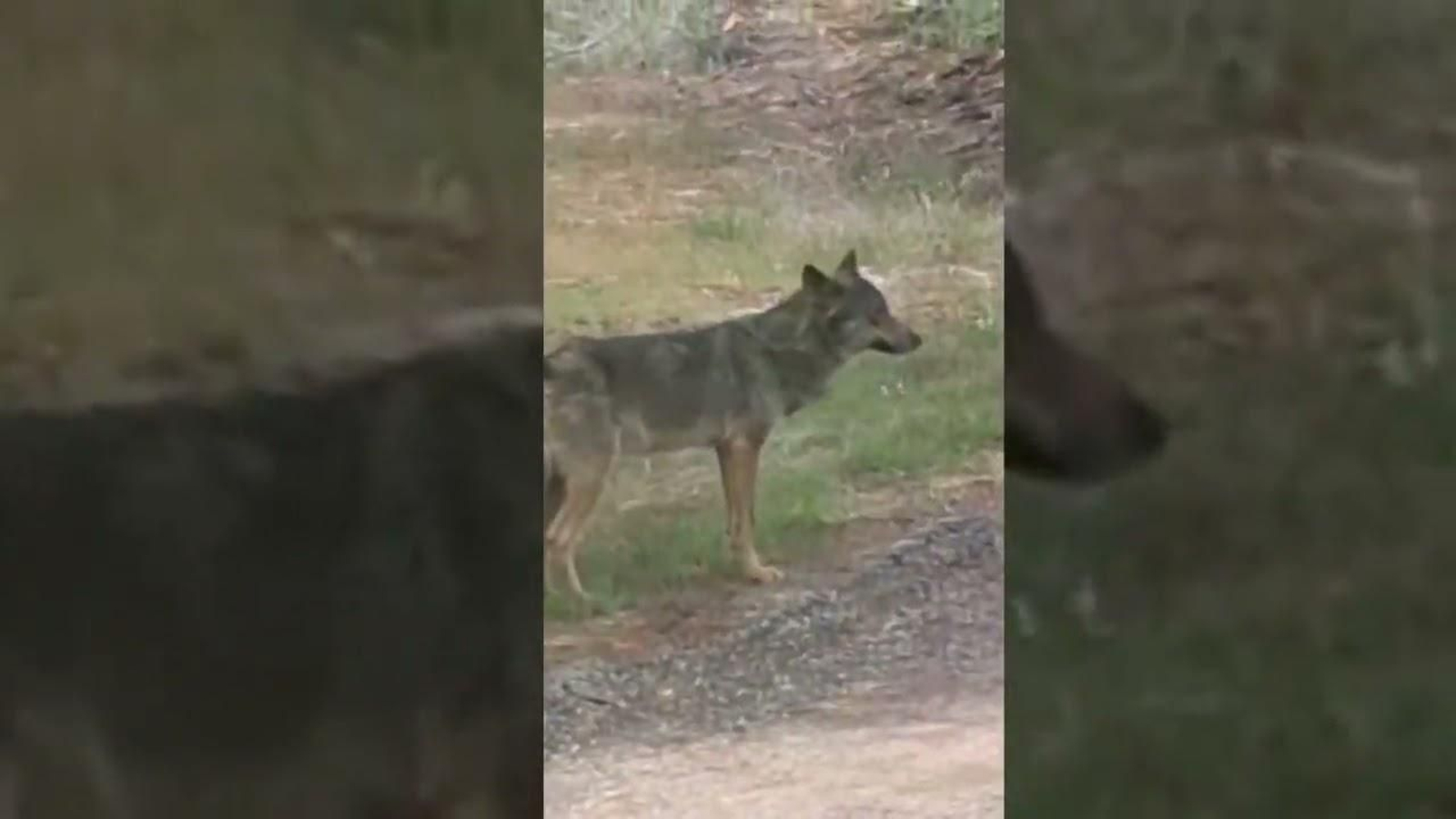 Vídeo | Graban un lobo a 150 metros de Larouco: "Nin pitándolle escapa!"