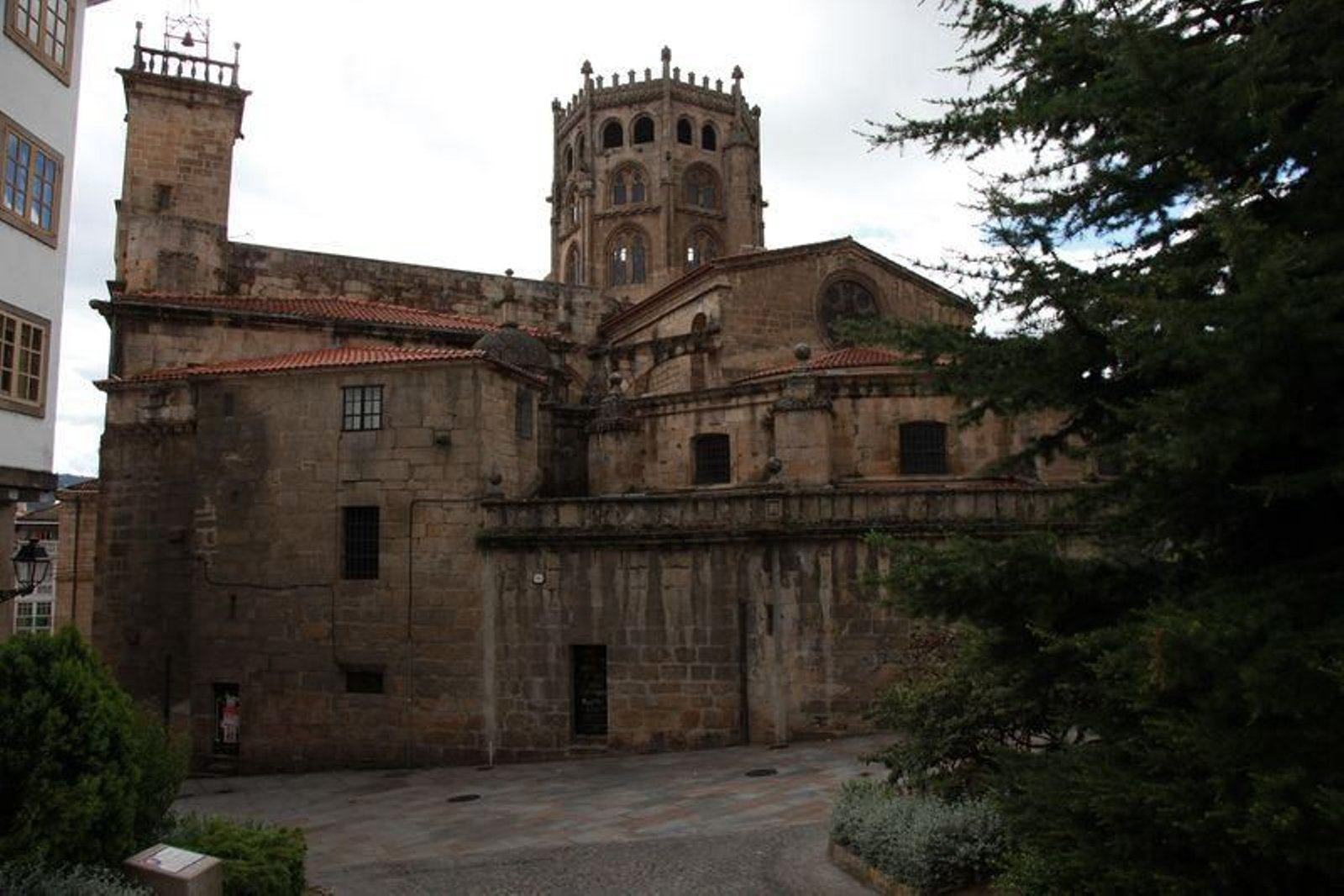 El cedro, junto a la Catedral de Ourense (FOTO: JOSÉ PAZ).