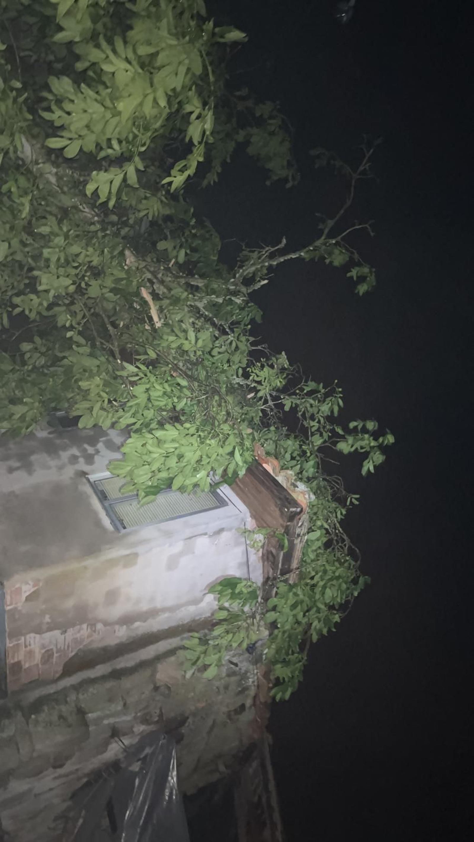 Caída de árboles en Esgos