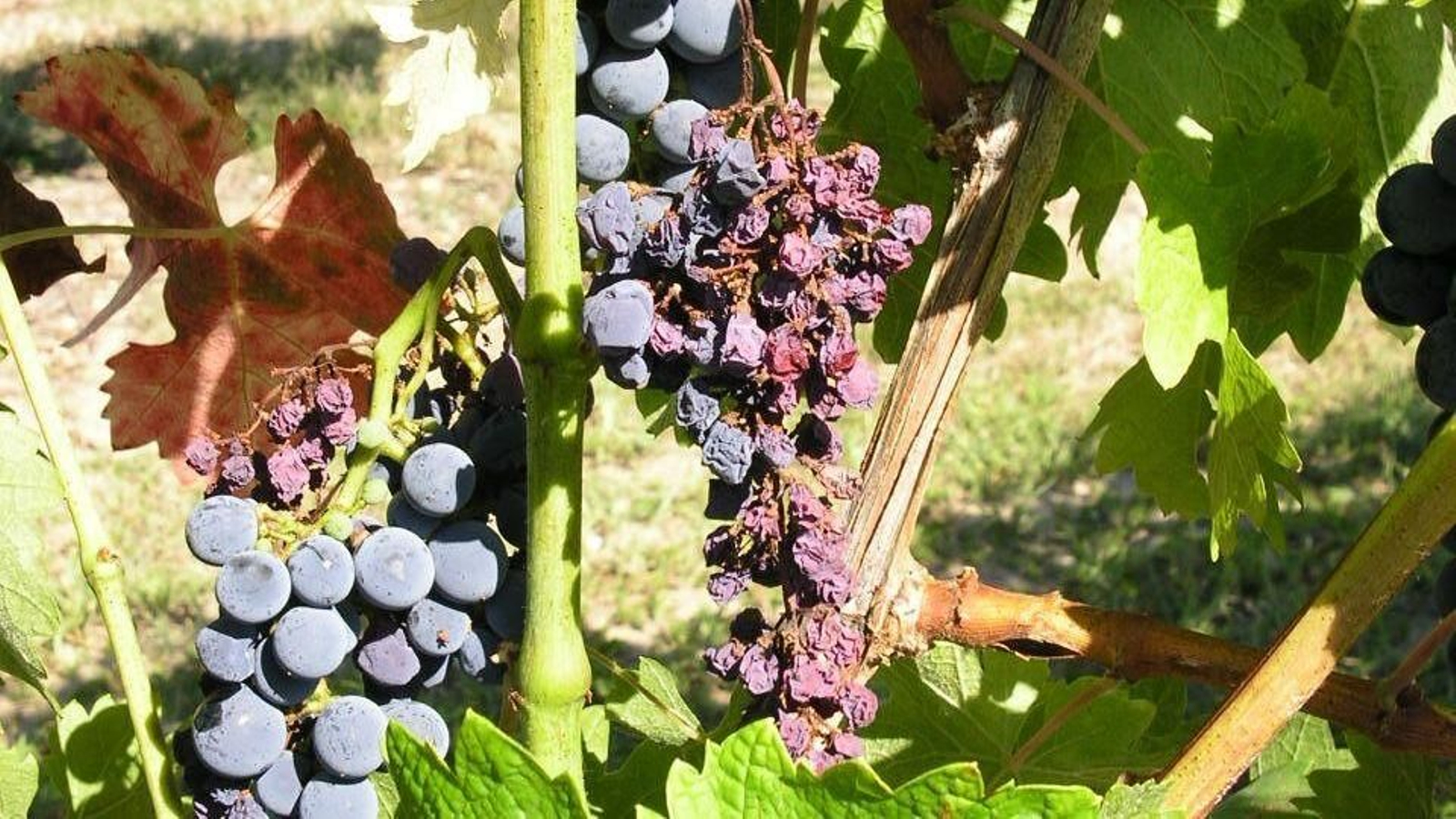 Viñedo y uvas afectadas por la flavescencia dorada.