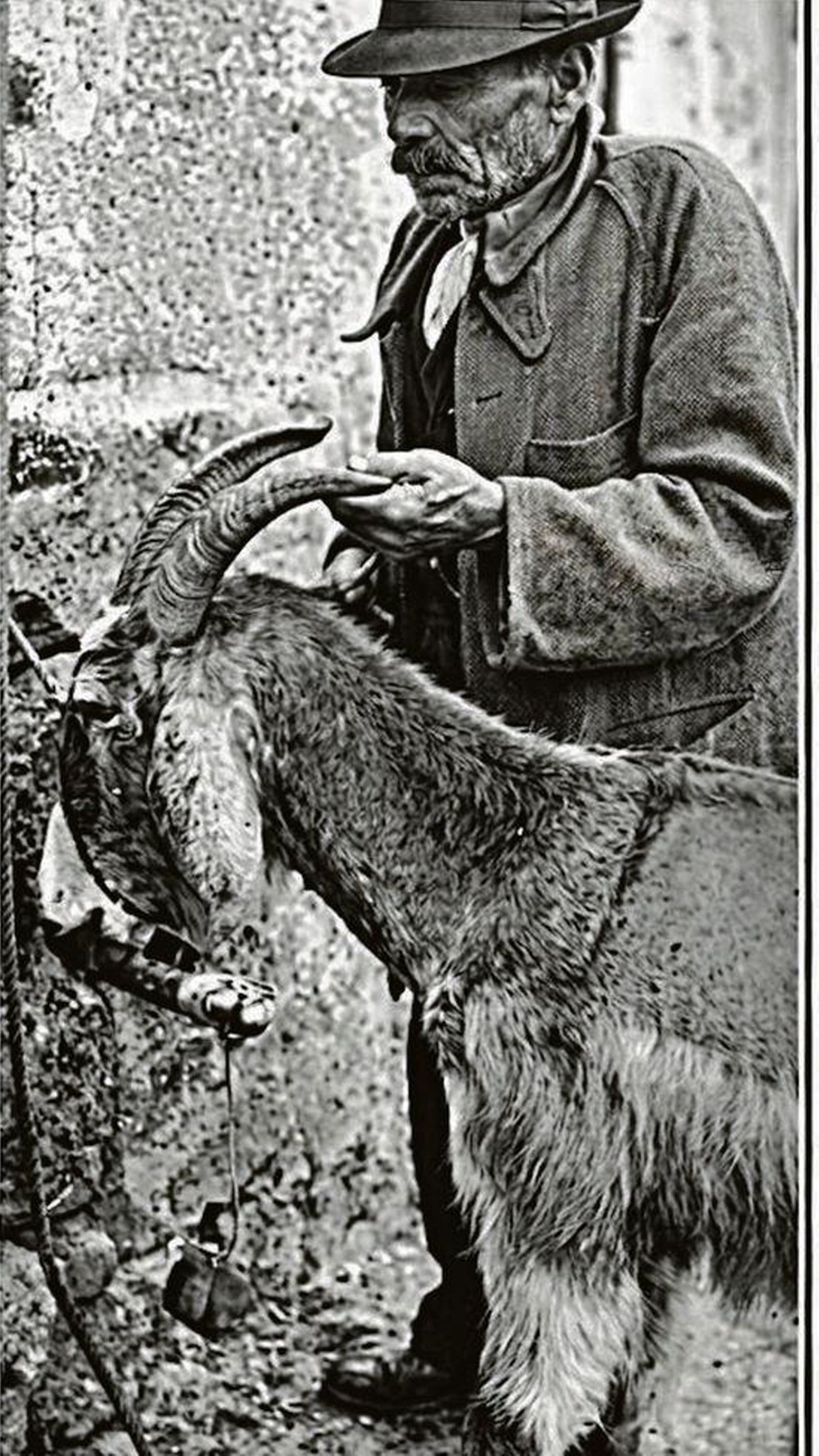 O Polainas en 1933, o tosquiador.
