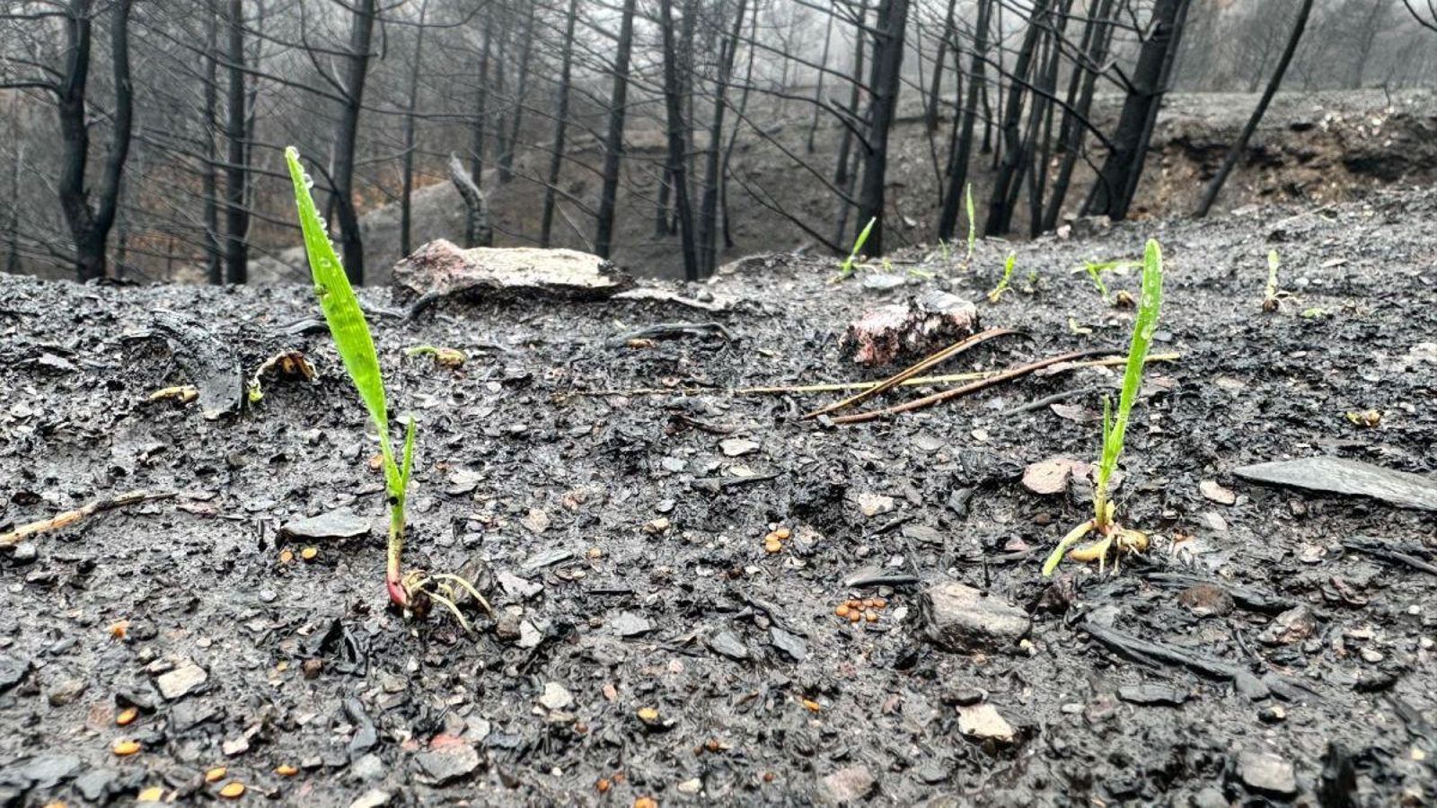 La vegetación empieza a pintar de verde el monte de Vilamartín de Valdeorras quemado por los incendios forestales