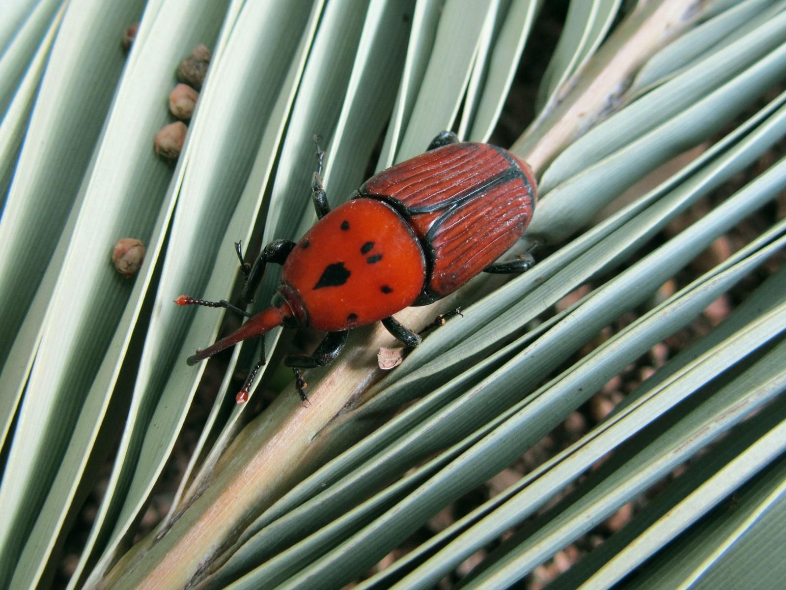 Un picudo rojo sobre una hoja de palmera.
