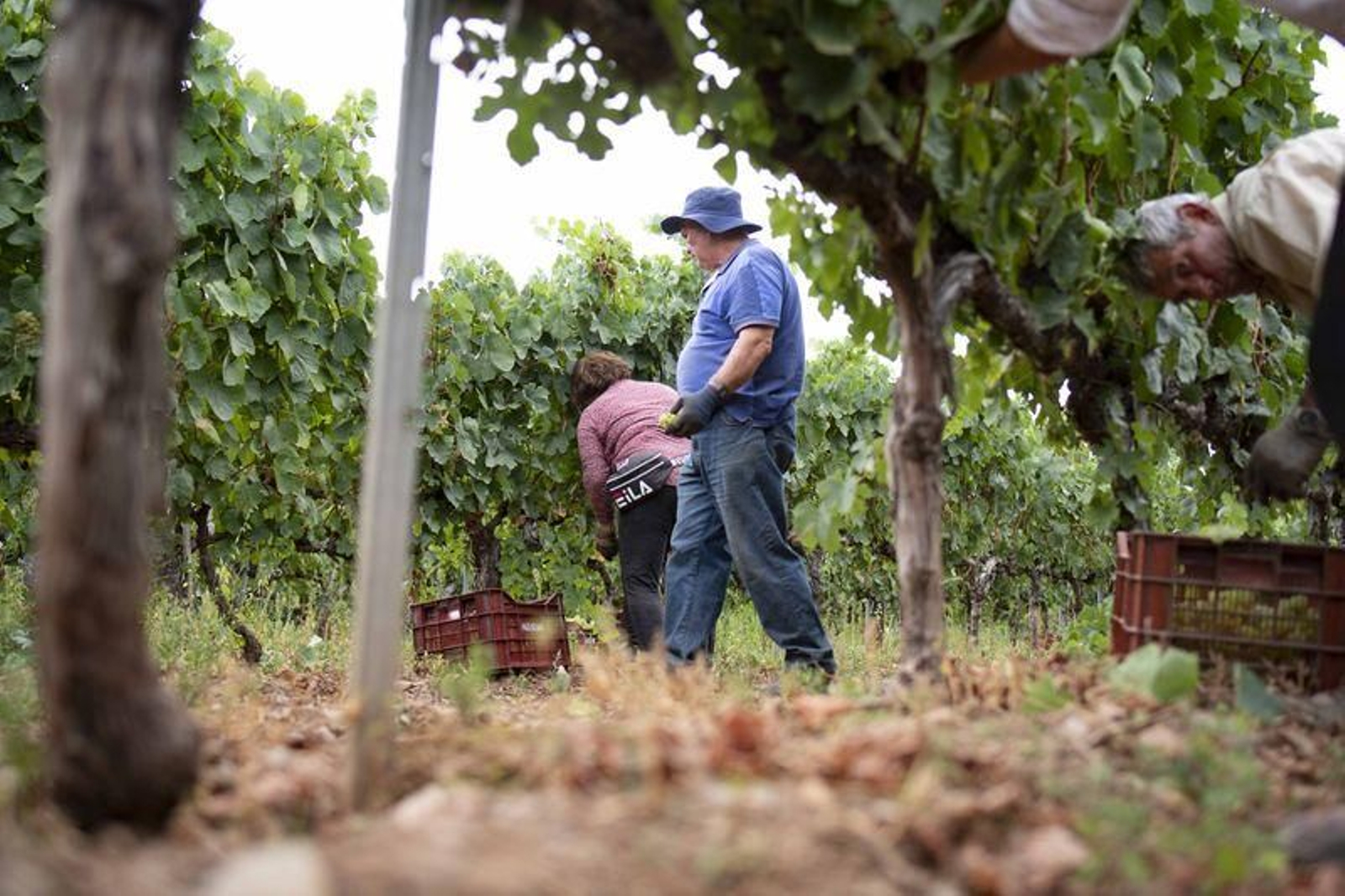 Pazos (Verín). 06/09/2021. Inicio da vendima na D:O Monterrei na adega Pazos de Tapias en Verín.
Foto: Xesús Fariñas