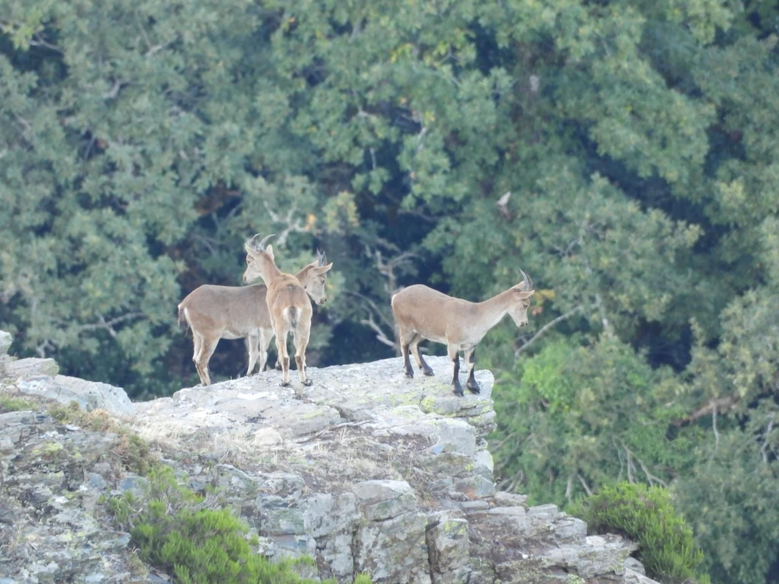 Galería | Así suena el otoño en Ourense: la berrea llena de sonidos las montañas