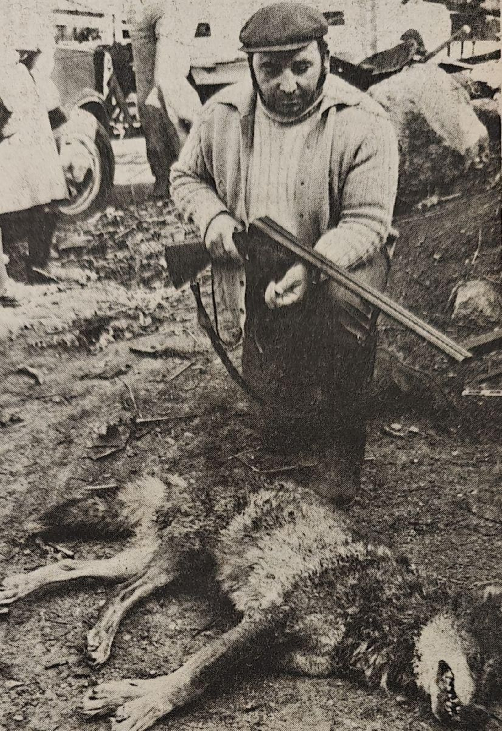 Uno de los cazadores y la loba abatida.