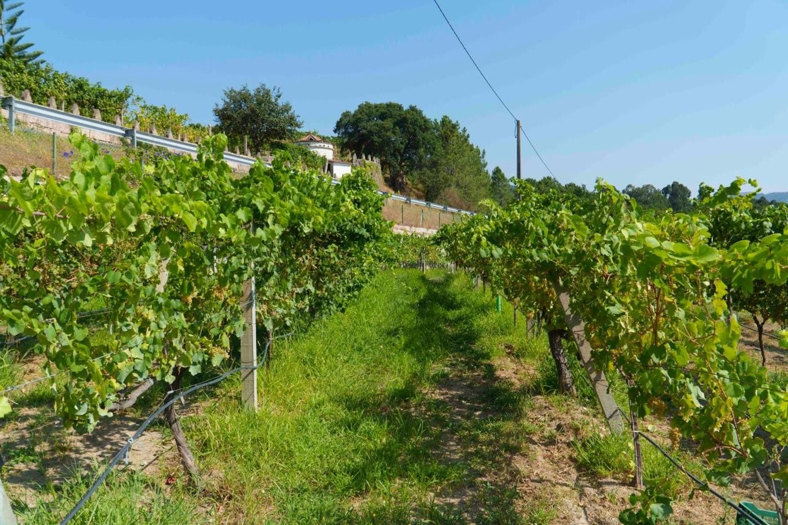 Galería | El calor adelanta la vendimia en las Rías Baixas