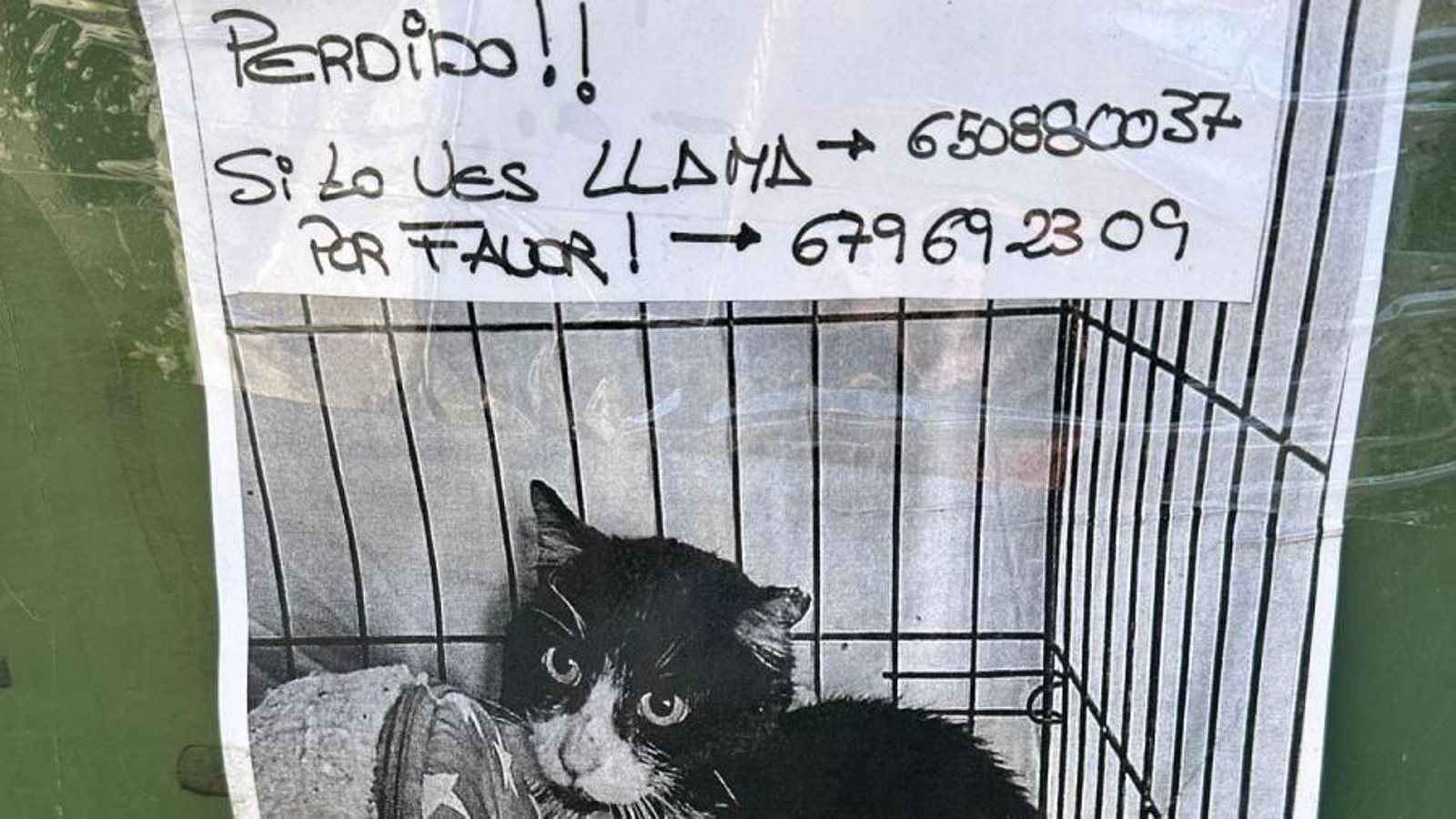 Cartel con la imagen del gato aventurero.