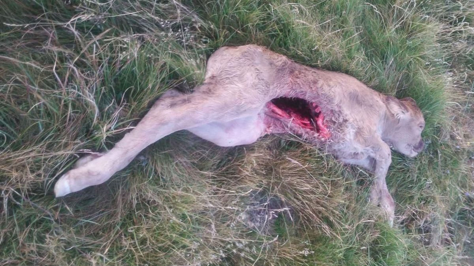Res de una explotación del oriente provincial, muerta en un ataque.