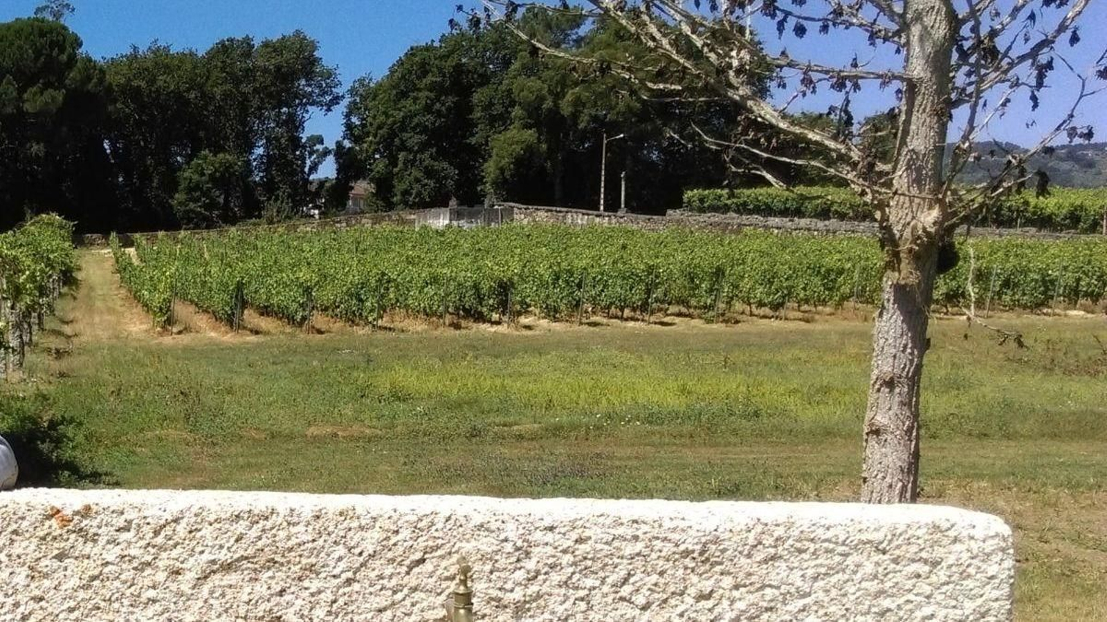 Además del viñedo, los nuevos propietarios van a plantar olivos en fincas hasta ahora improductivas.