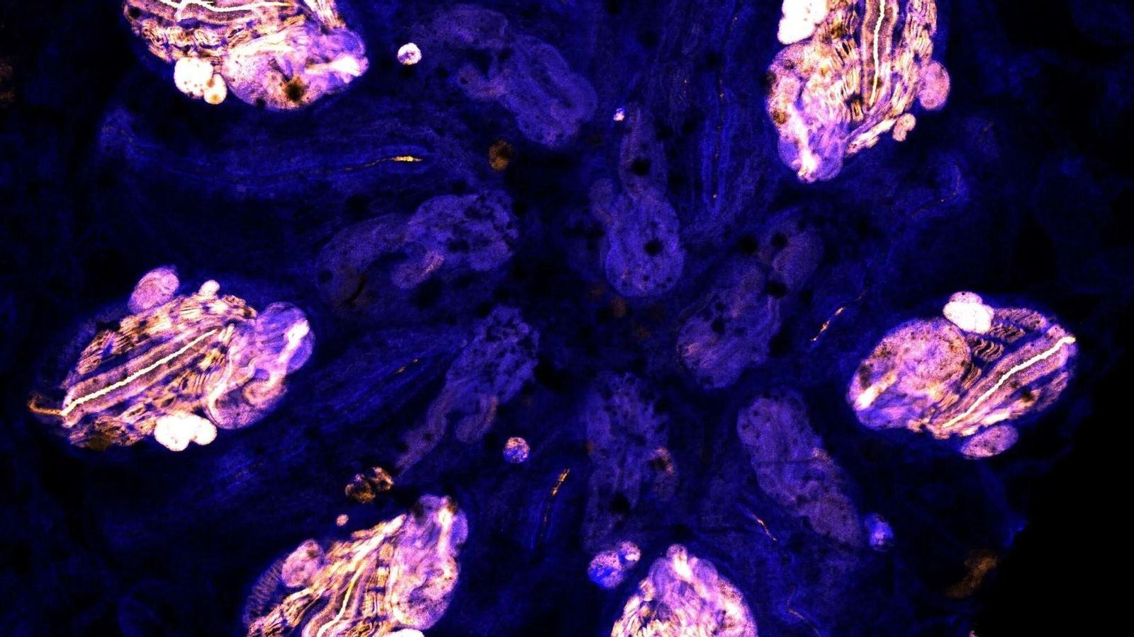 Imágenes finalistas del concurso de fotografía de naturaleza de Stanford