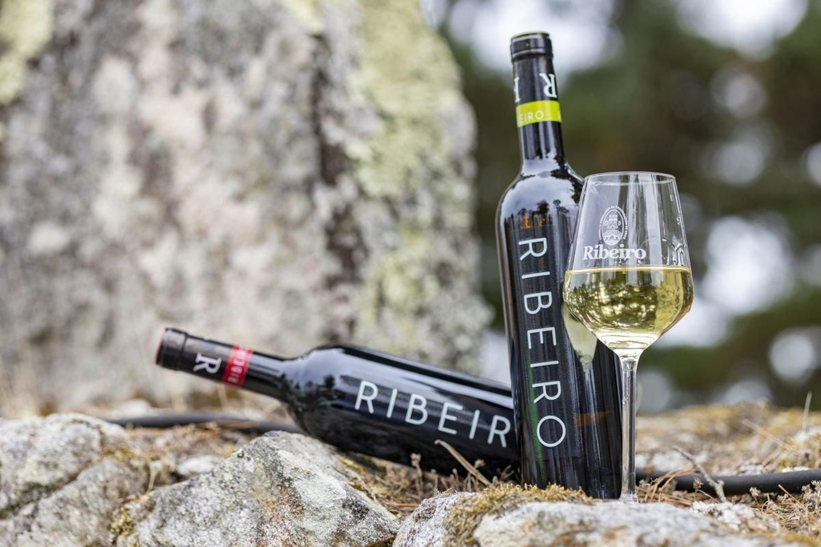 El VI Concurso Nacional de Vinos VinEspaña 2024 se celebró en Jumilla, Murcia.