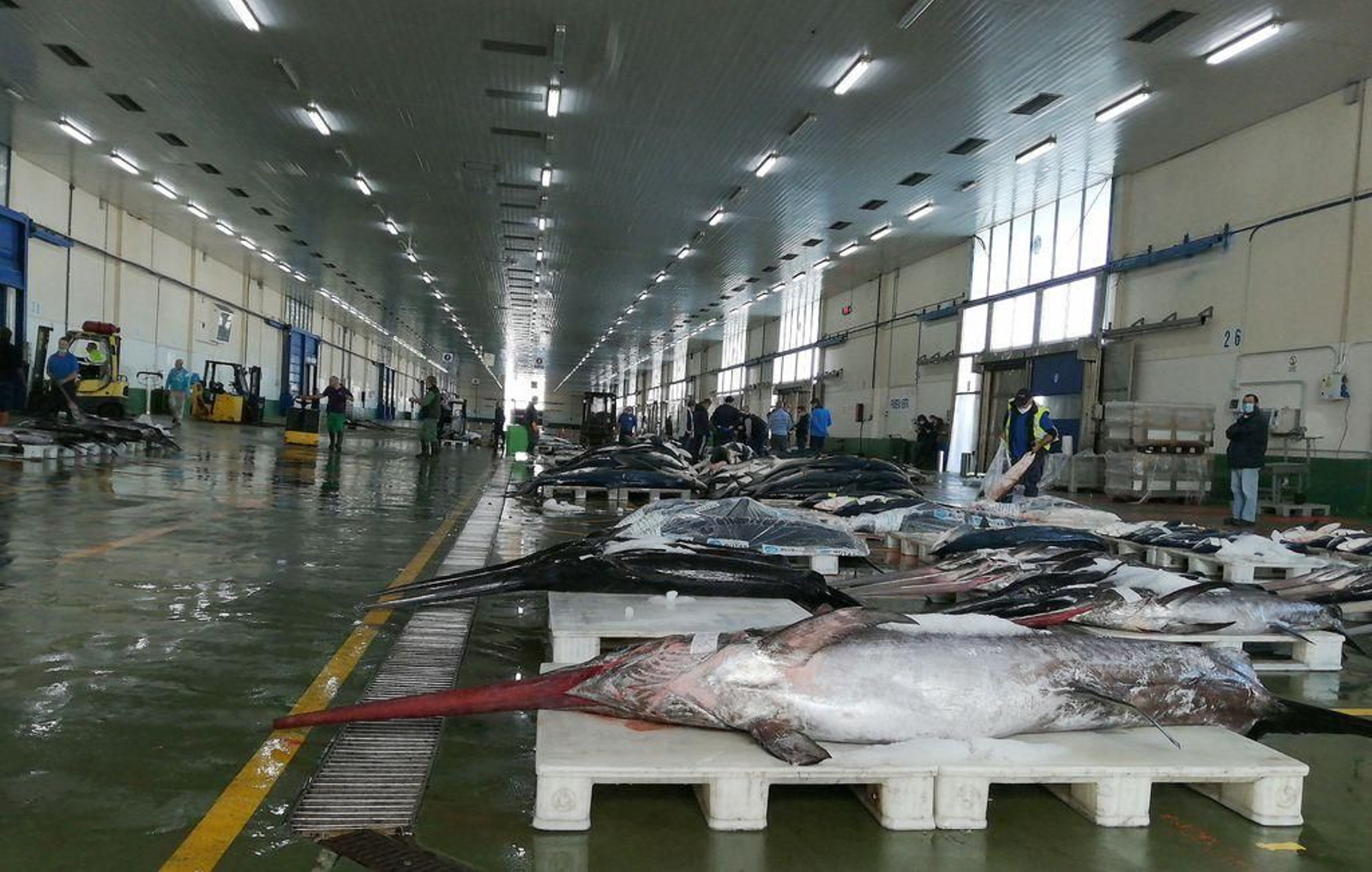 Imagen de archivo de la lonja del Berbés con ejemplares de pez espada.