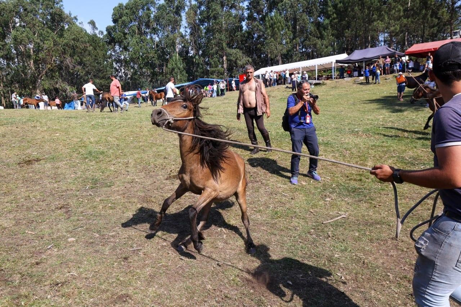 Galería | El curro de Mougás cierra la temporada de la “rapa” en la Serra da Groba